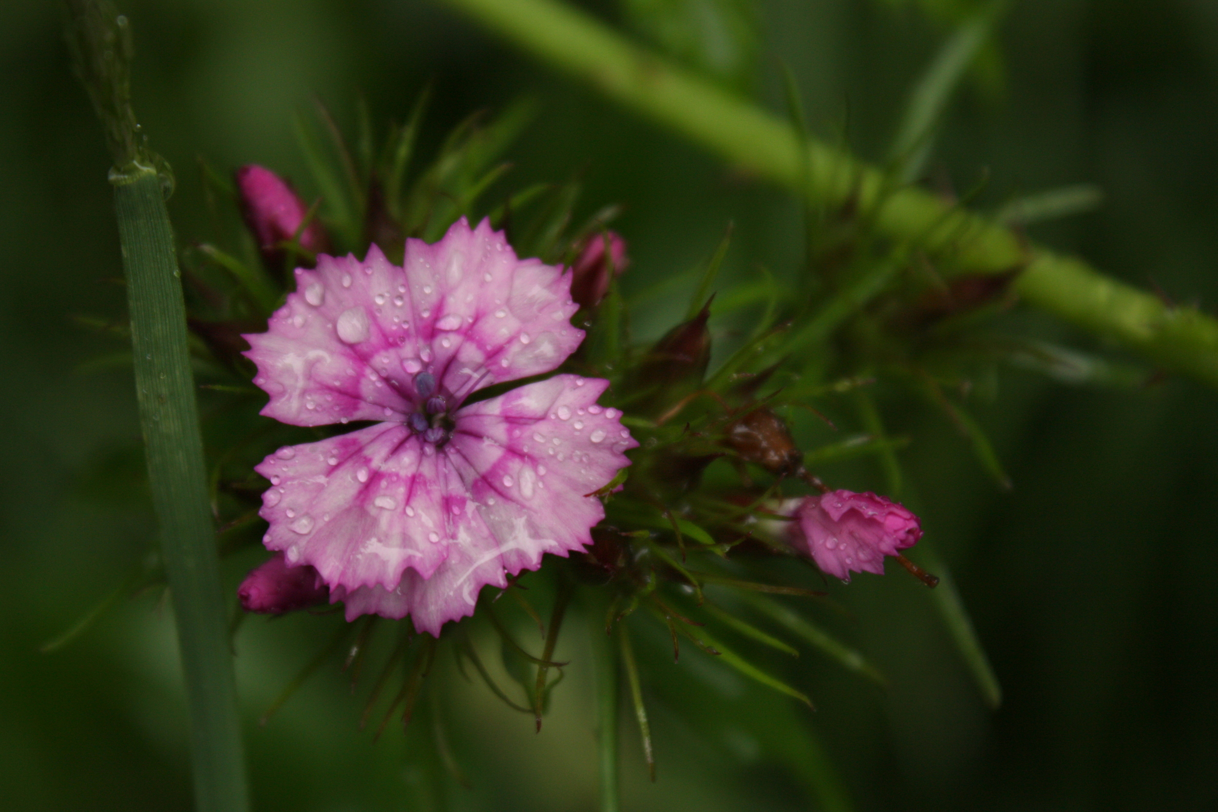 Squires Lake-002.JPG