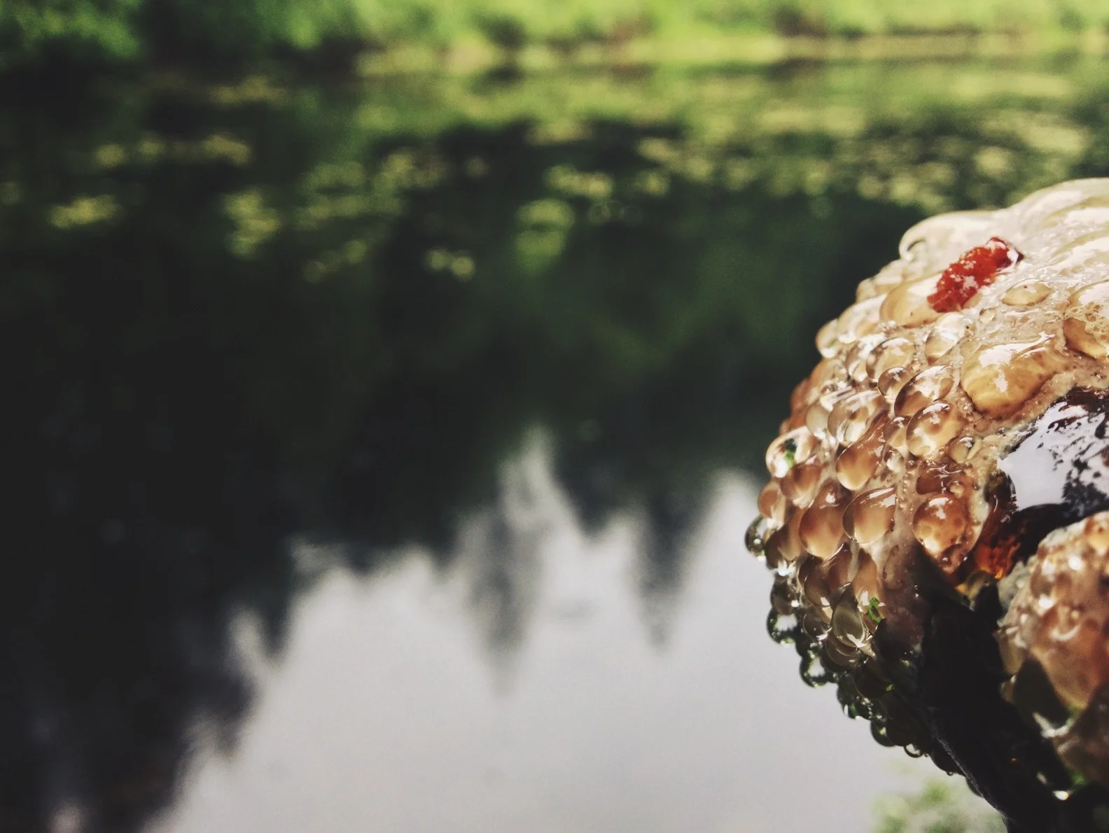 Squires Lake-007.JPG