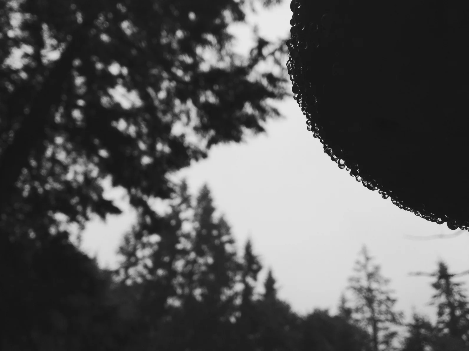 Squires Lake-008.JPG