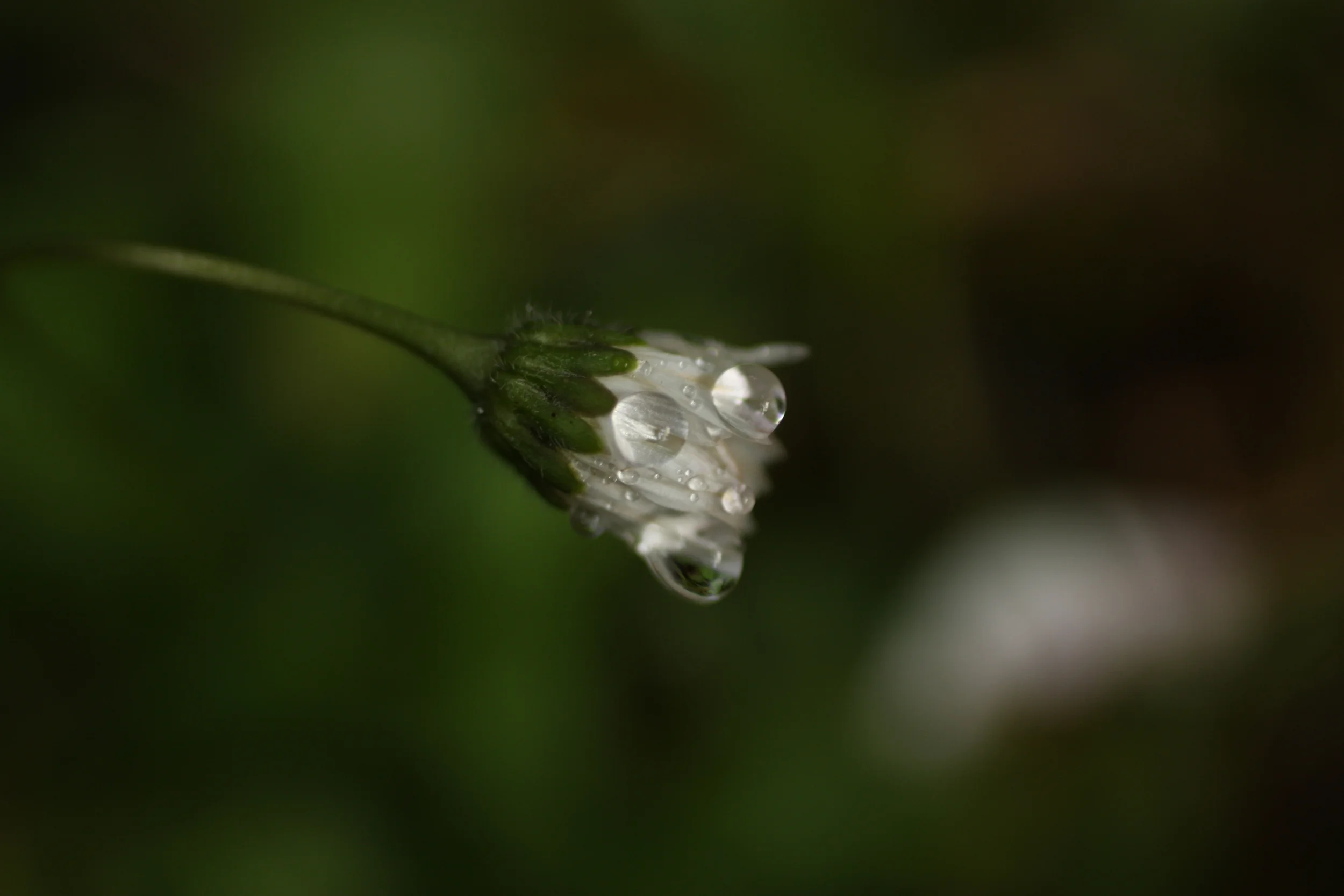 Wet daisy.JPG