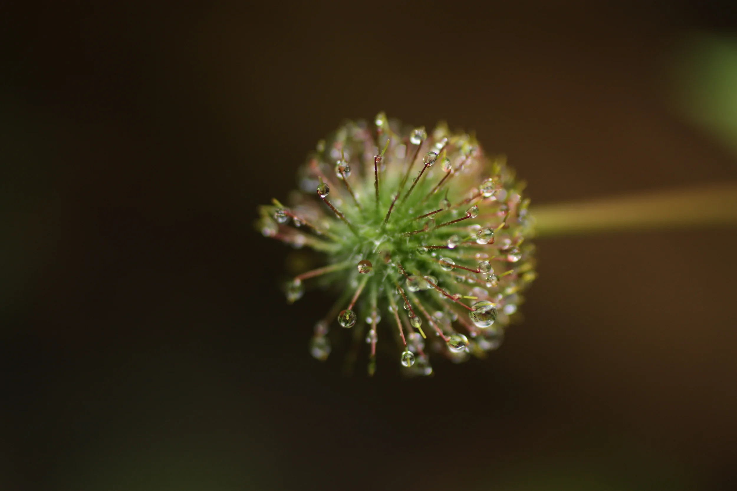 Larabee State Park-007.JPG
