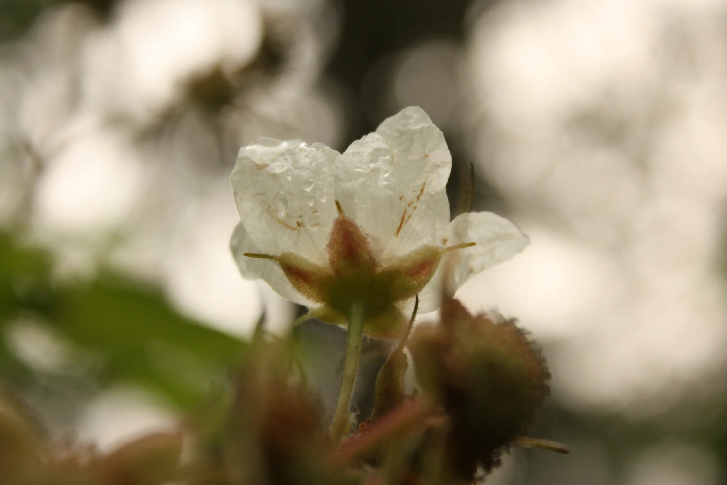 Larabee State Park-009.JPG