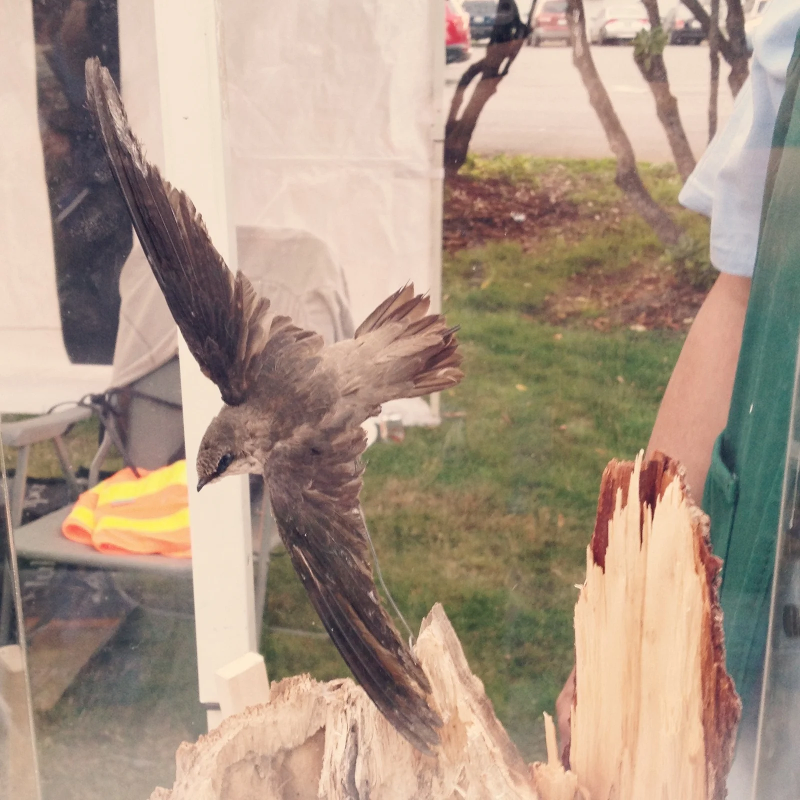  Here is the little bird that puts on the big show. The bird doesn't have a back claw, so it cannot perch on horizontal structures. It flies ALL day, never resting. At night, they roost vertically, all shingled together for warmth. Their original roo