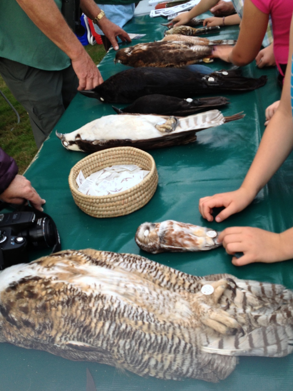  As mentioned, the evening I visited was Swift's Night Out, so it did feature some educational displays like these bird skins you could feel. My young friends that came for the evening really liked how soft the owls were. 