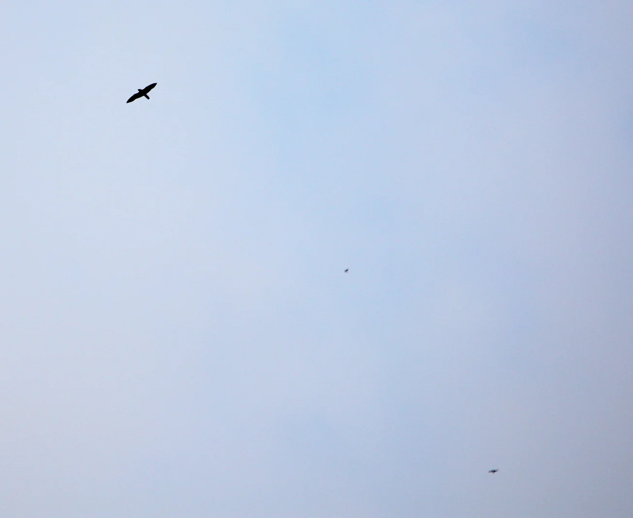  For a few minutes, we weren't sure if we were going to get a full show. First off, you never quite know how many birds there will be. Sometimes there are thousands. Sometimes there aren't. And when predators - like this hawk - start circling around 