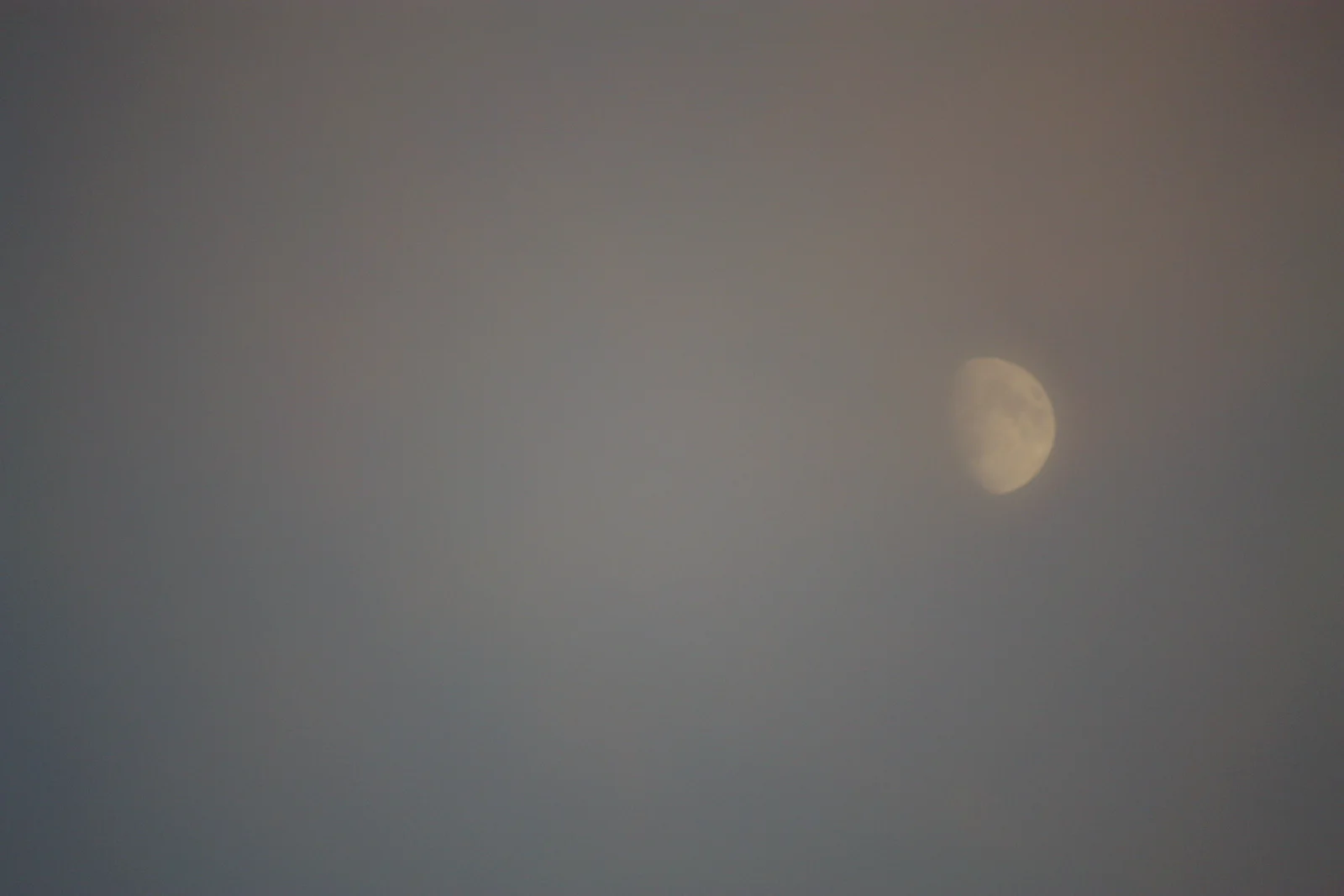  The hawk scared the rest of the flock into flying very high. We sat on the grass and scanned the sky, waiting... 