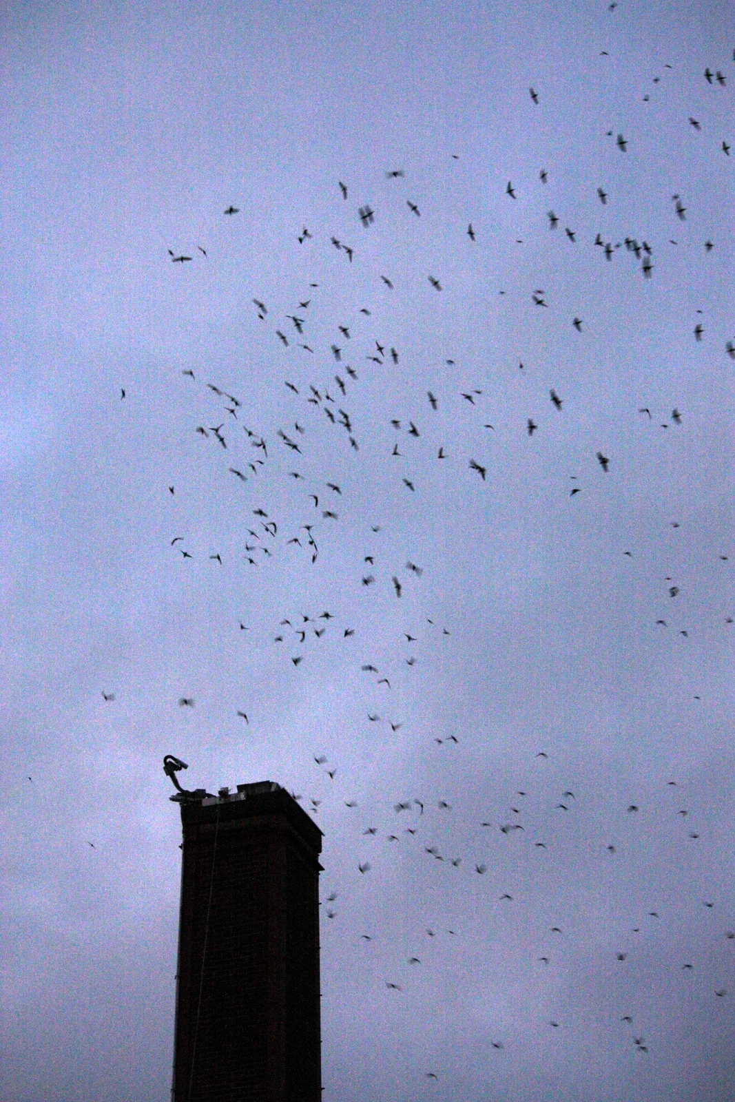  Eventually, the group coalesced and started to drop into the chimney. 