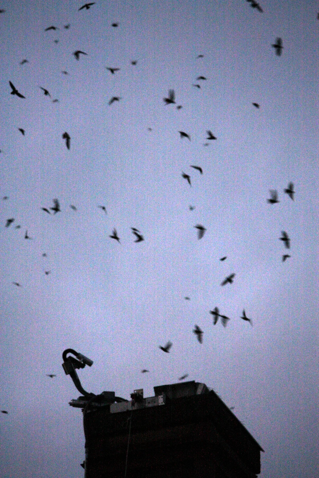 7i - Swifts.JPG