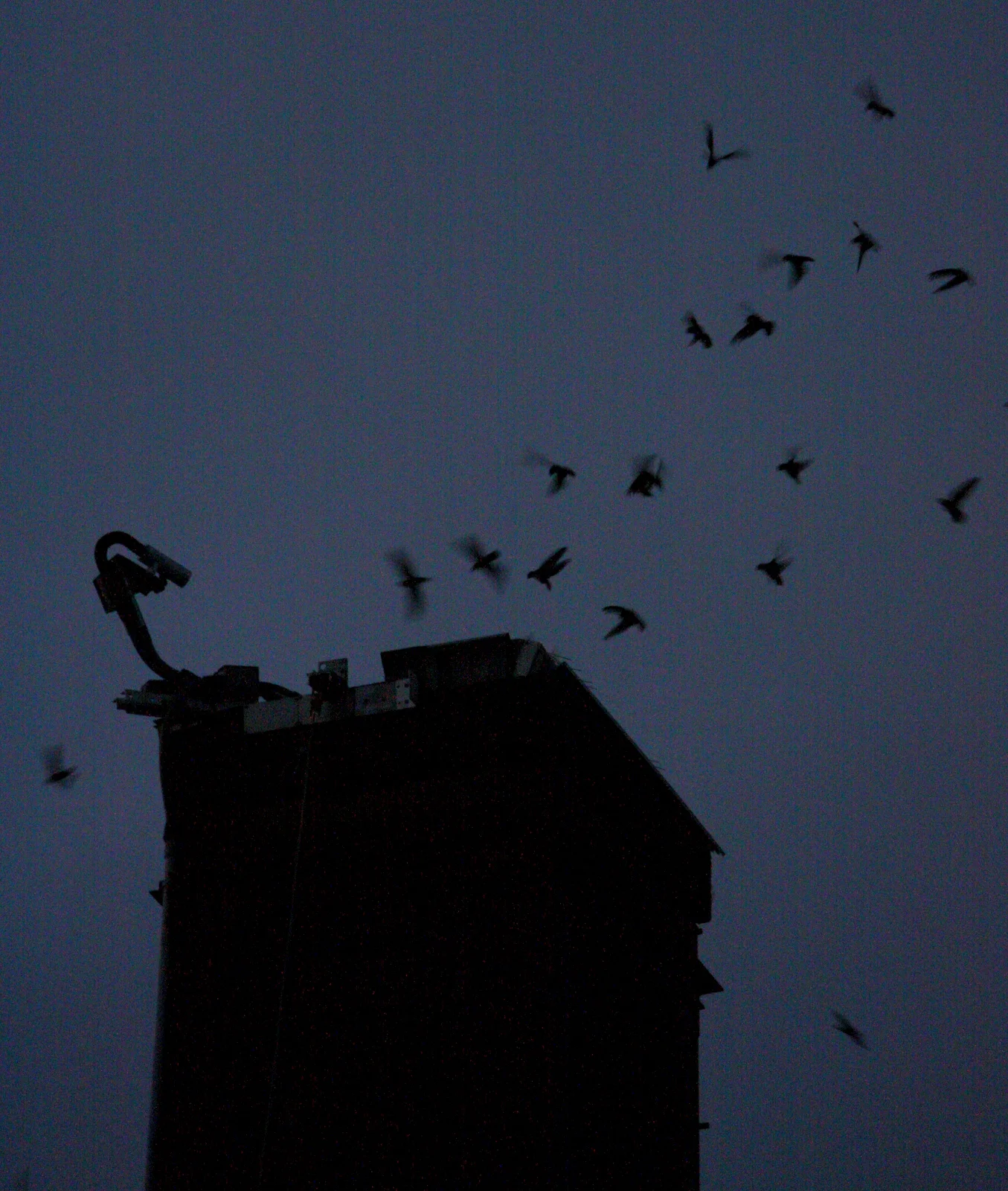  At the end, all but one bird had dropped in. Final bird looped around the chimney over and over like he/she was doing a showboat performance for the assembled crowd (who clapped for this performance with enthusiasm). Did several fake-outs before fin