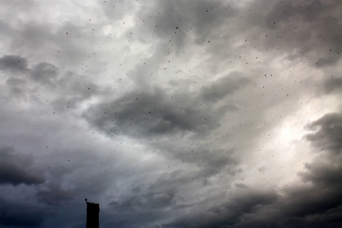  But the swifts perservered. 