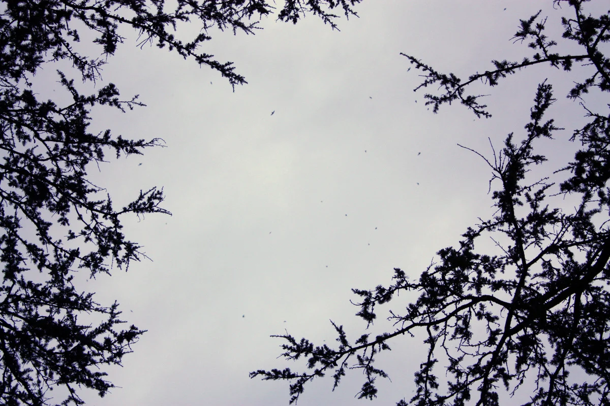  I'd also gone to see the Swifts in 2010; here are photos from that year's display. 