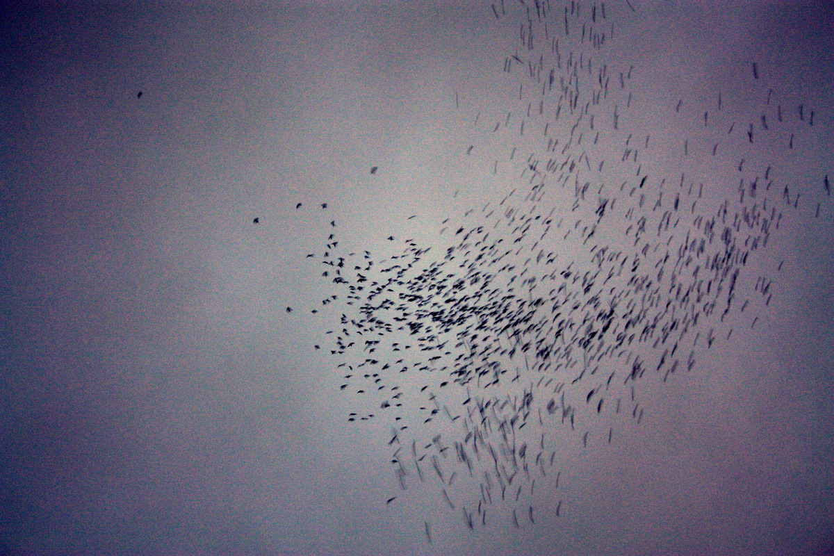 Monroe Swifts-5.JPG