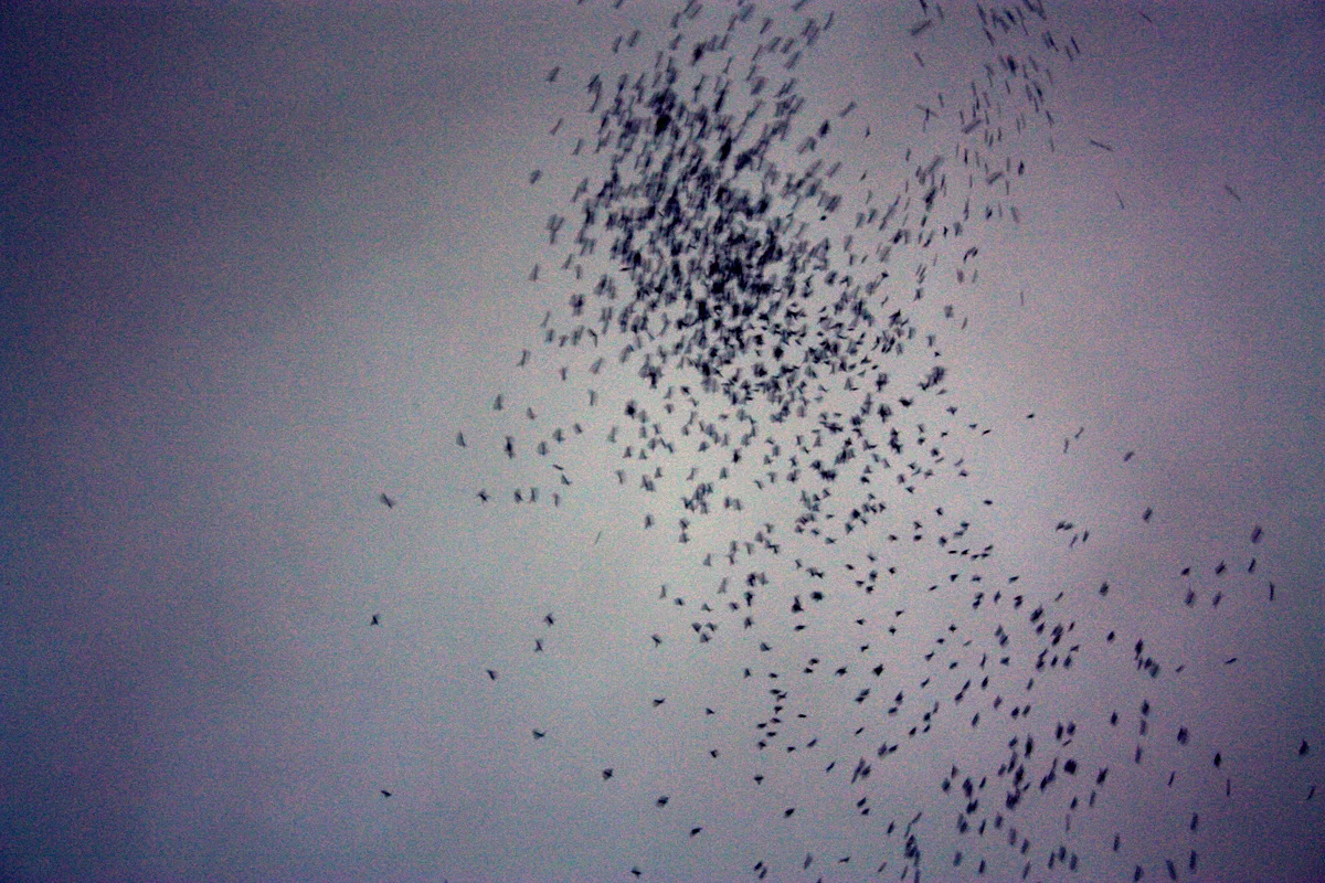 Monroe Swifts-6.JPG