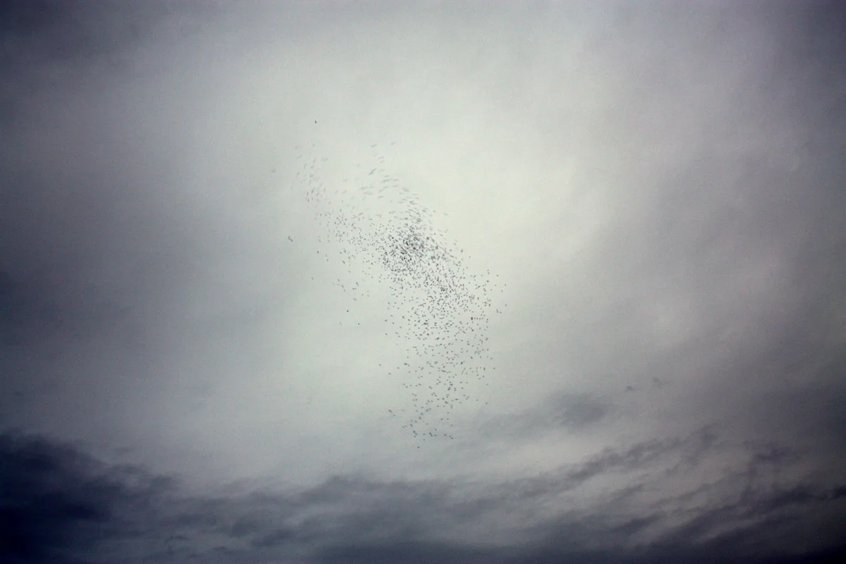 Monroe Swifts-9.JPG