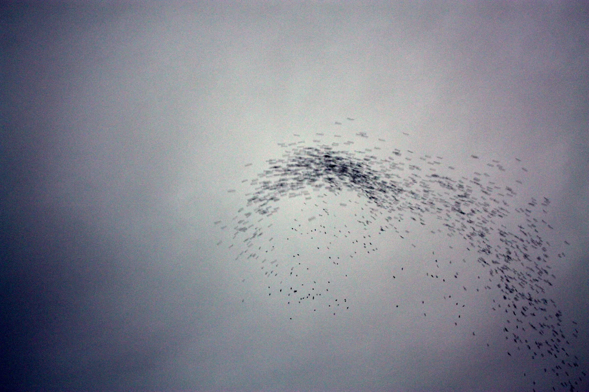 Monroe Swifts-10.JPG