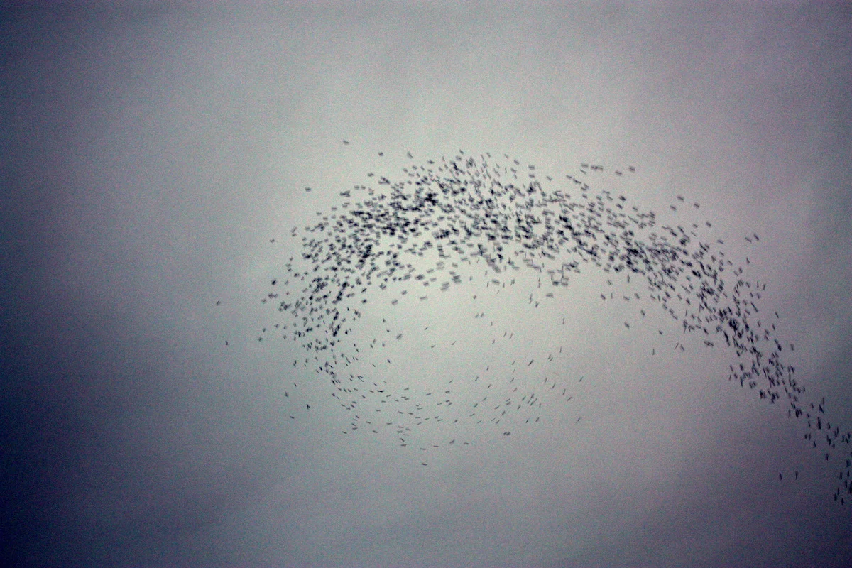 Monroe Swifts-11.JPG