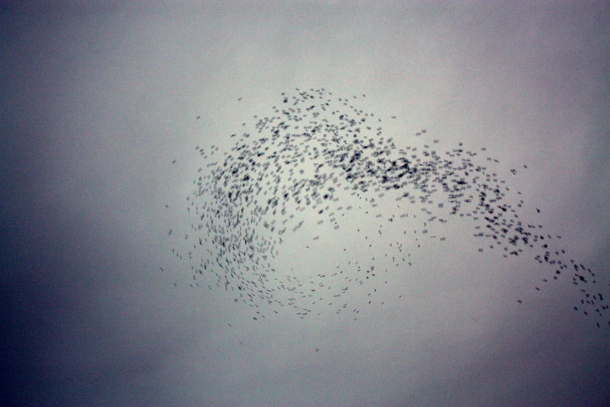 Monroe Swifts-12.JPG