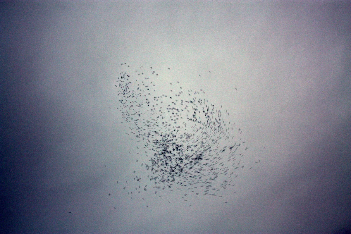 Monroe Swifts-15.JPG