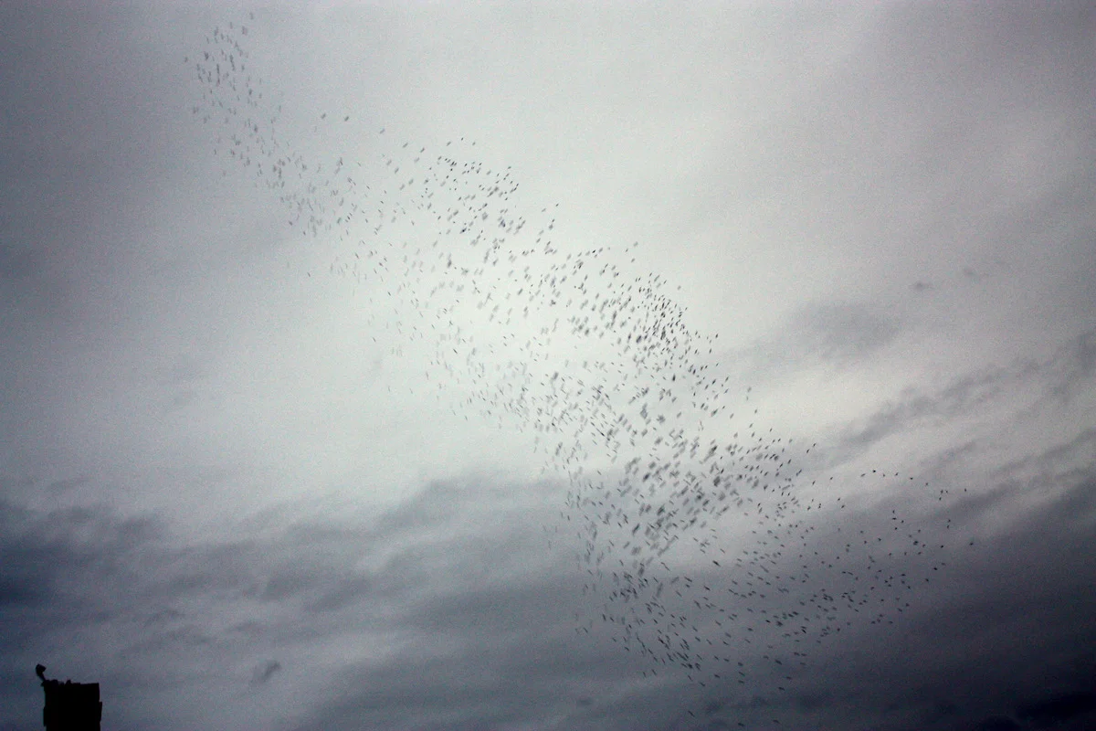 Monroe Swifts-16.JPG