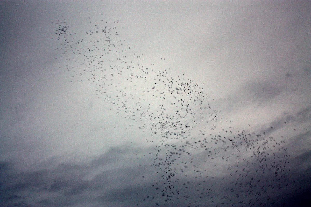 Monroe Swifts-17.JPG