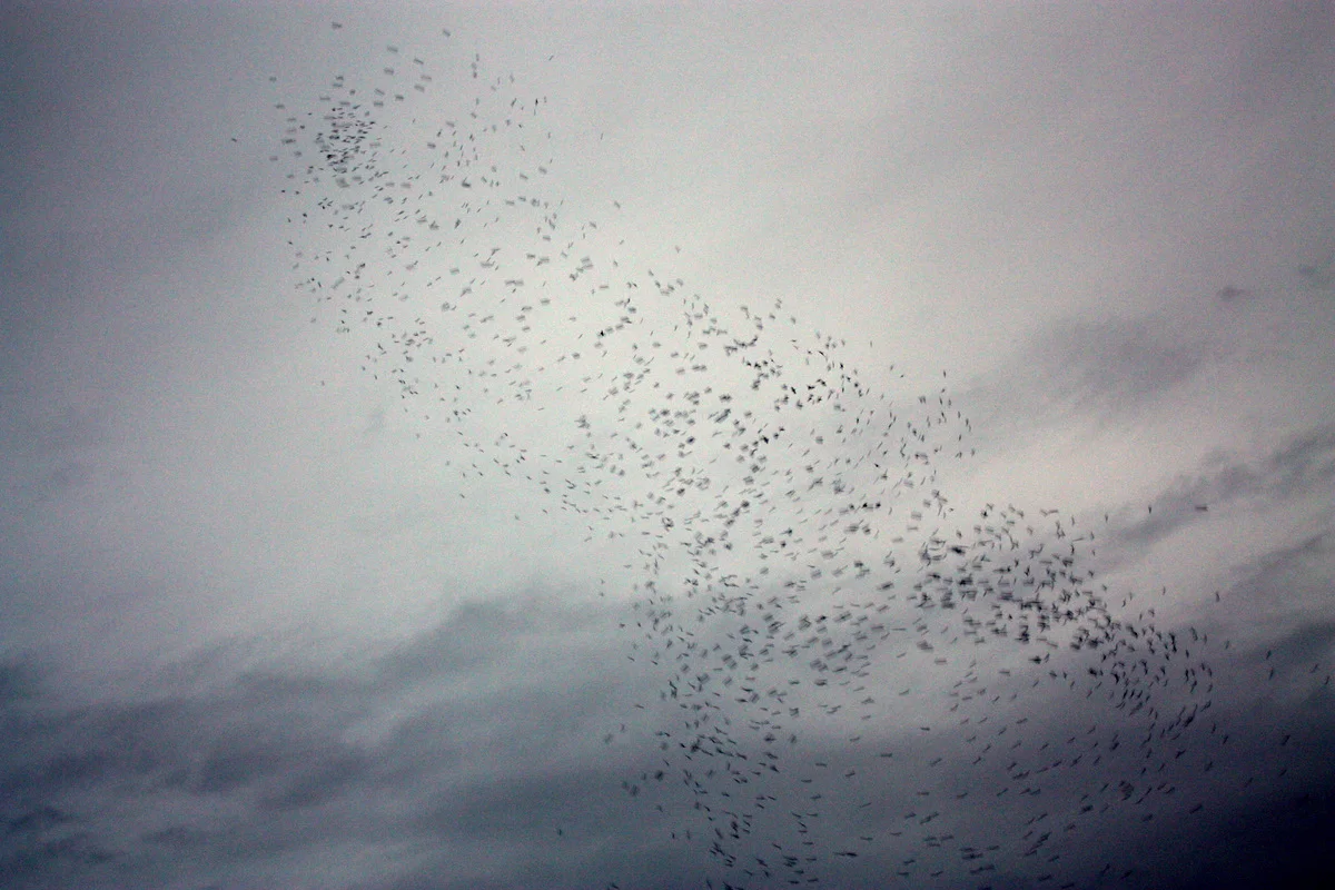 Monroe Swifts-18.JPG