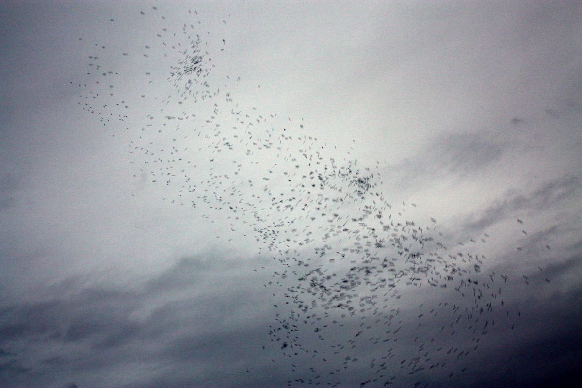 Monroe Swifts-19.JPG