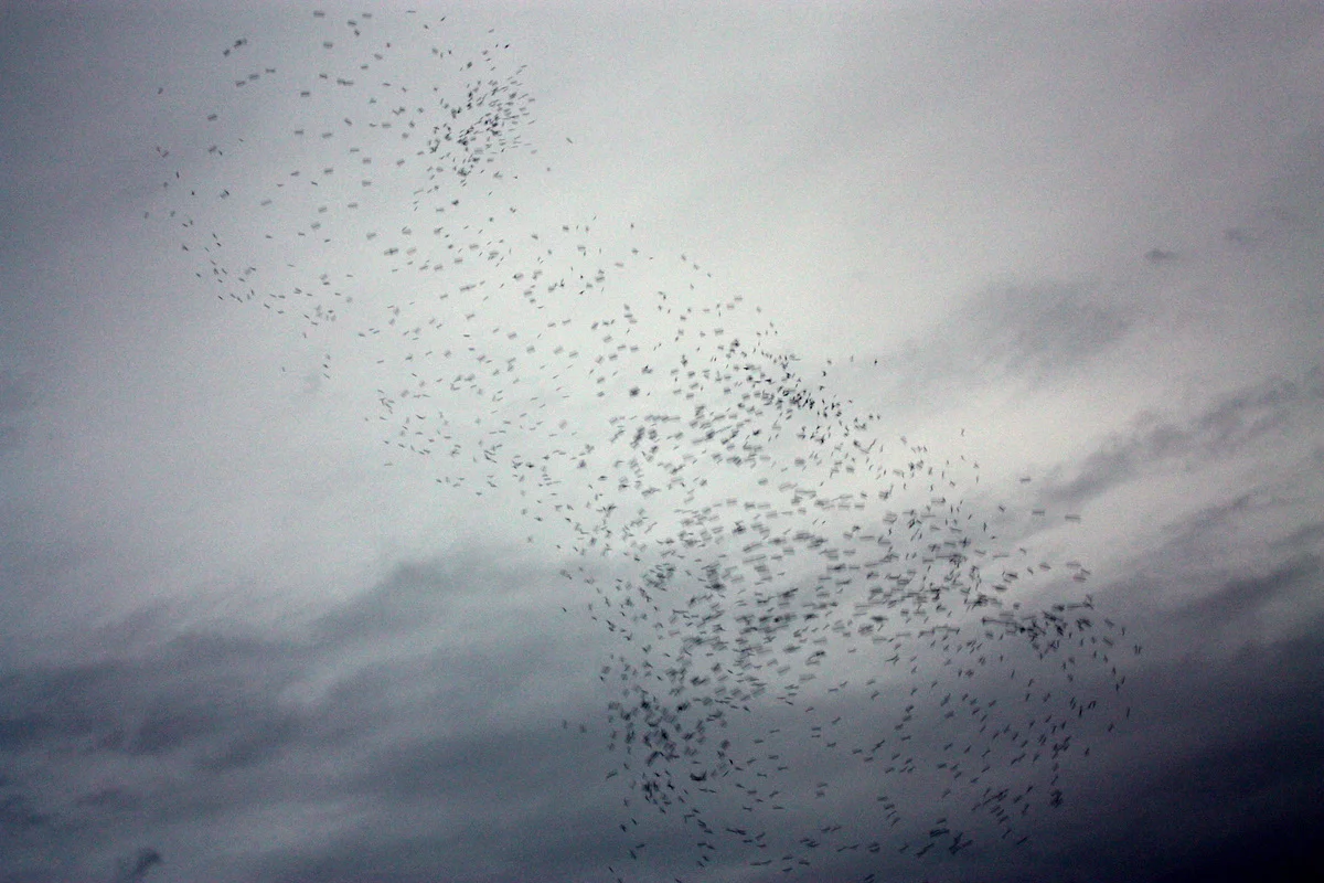 Monroe Swifts-20.JPG