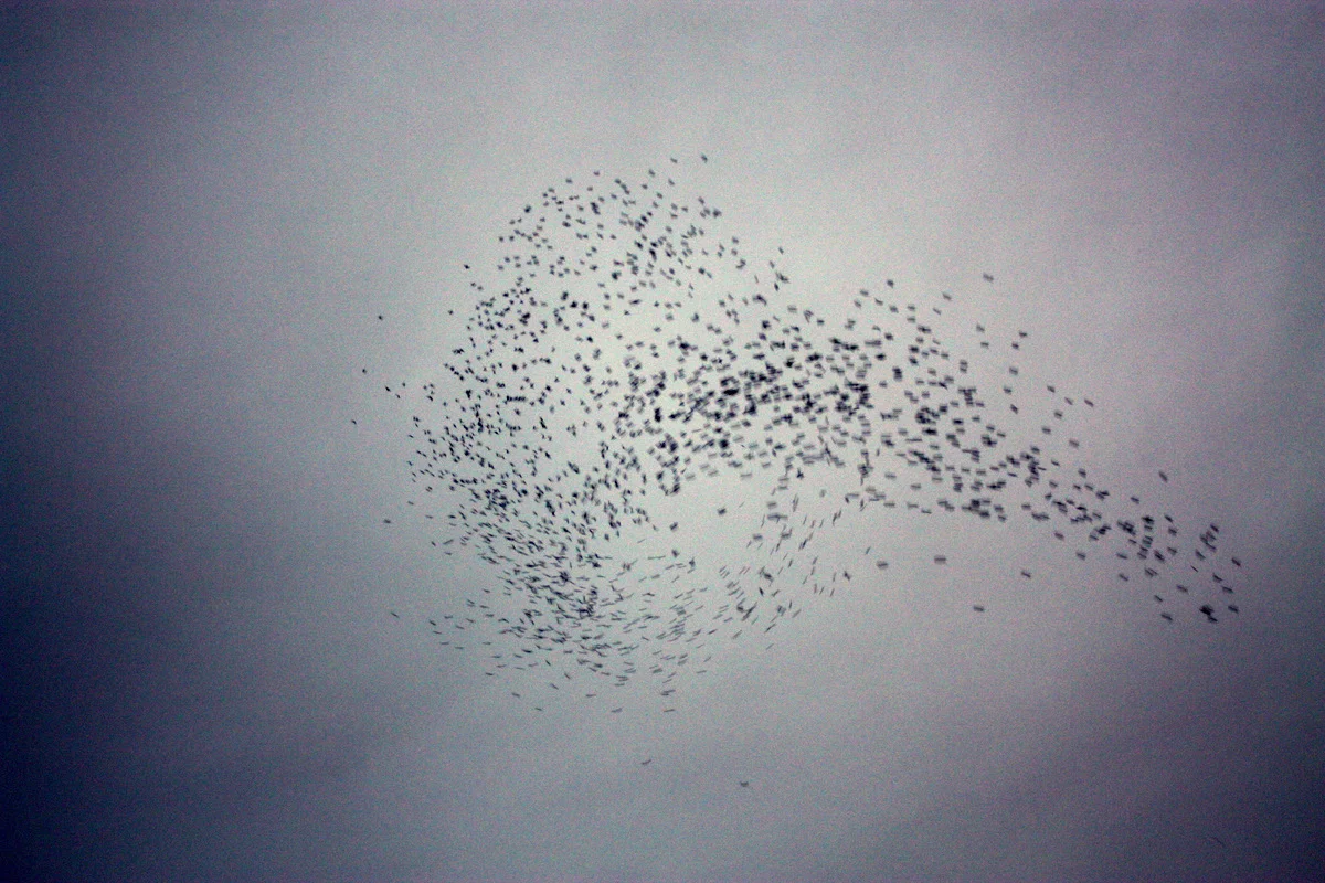 Monroe Swifts-13.JPG