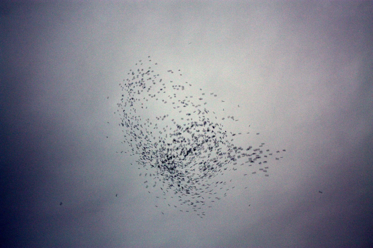 Monroe Swifts-14.JPG