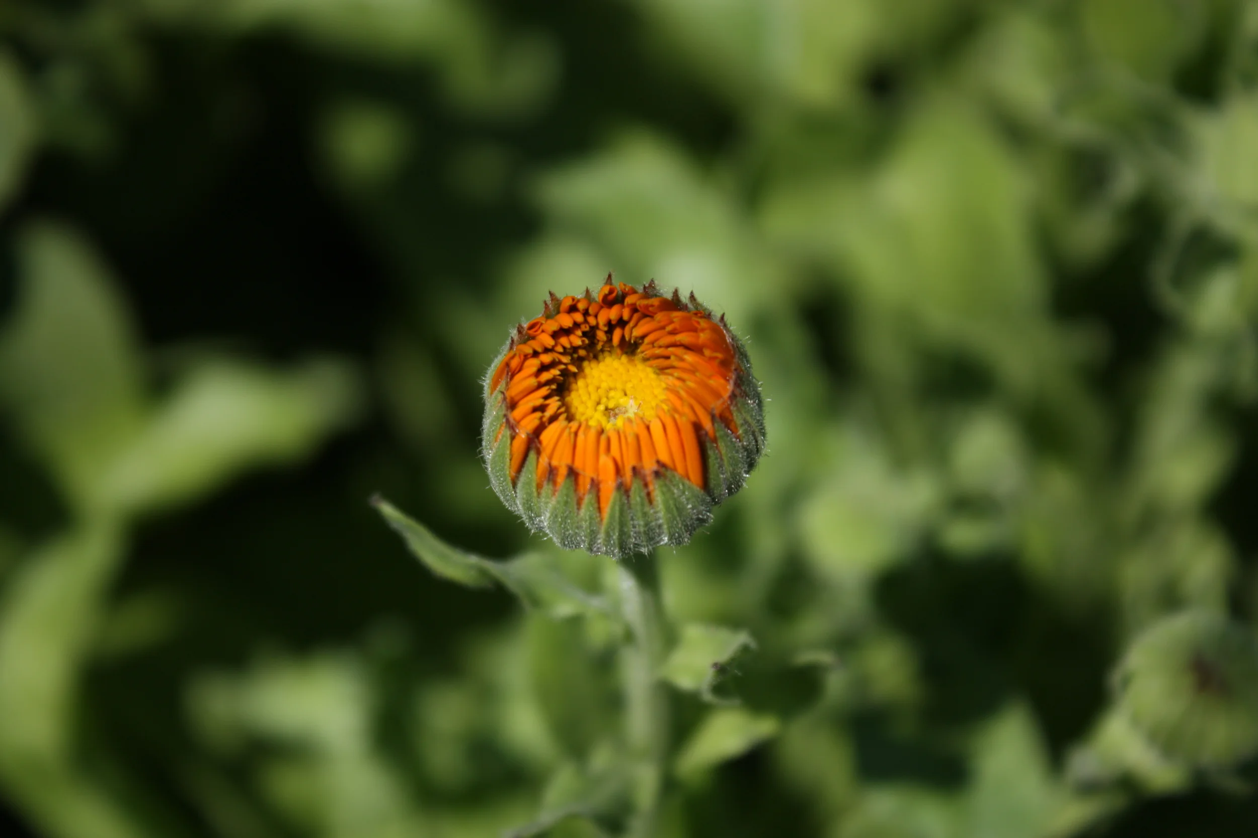 FarmPreviews (16).JPG