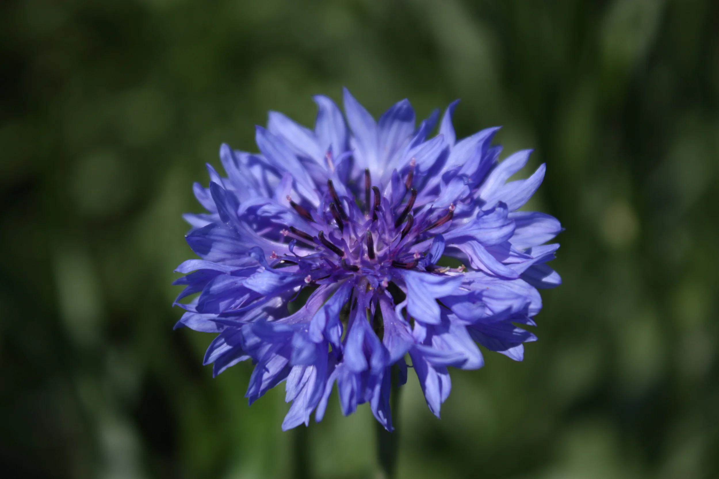 FarmPreviews (14).JPG