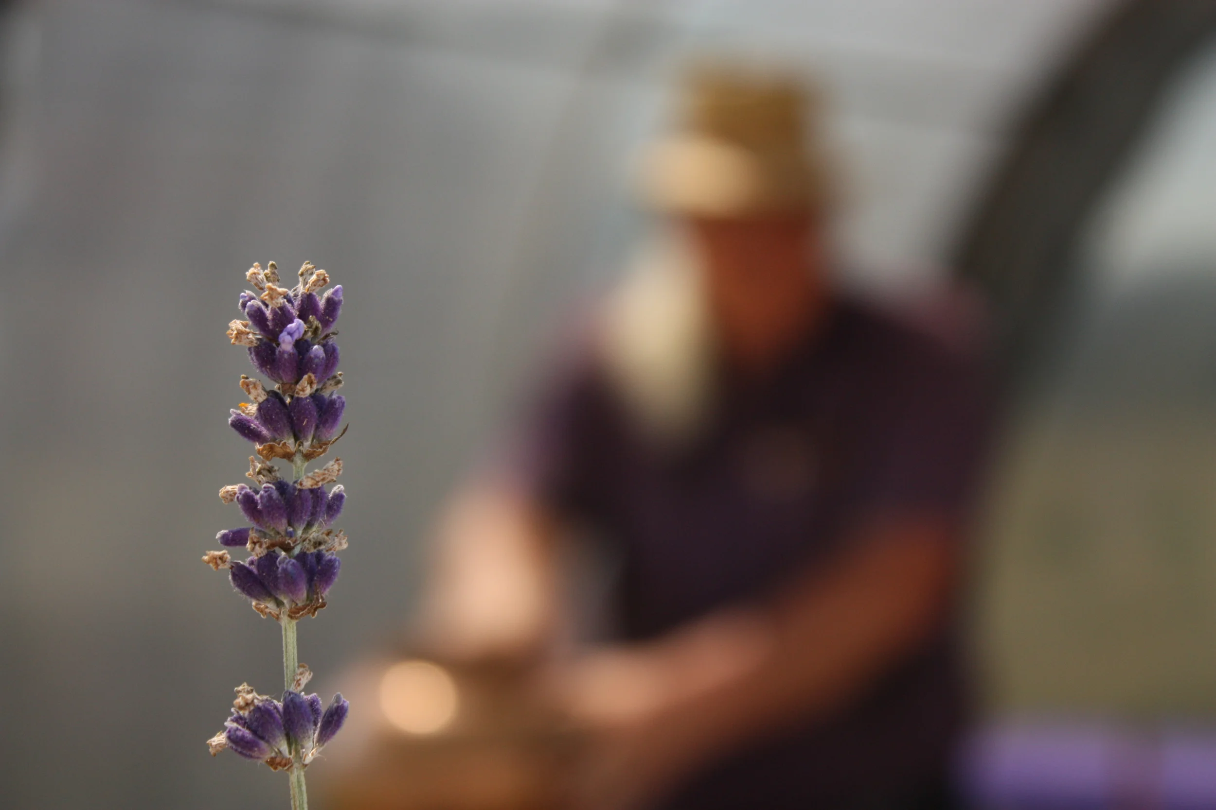  Roger Calhoon, former biophysicist, current farmer, and the Dr. Maze of Dr. Maze Farms, did a demo of distilling lavender oil. Both he and we, the audience, were troupers because it was HOT and distilling involves firing up a large burner. 