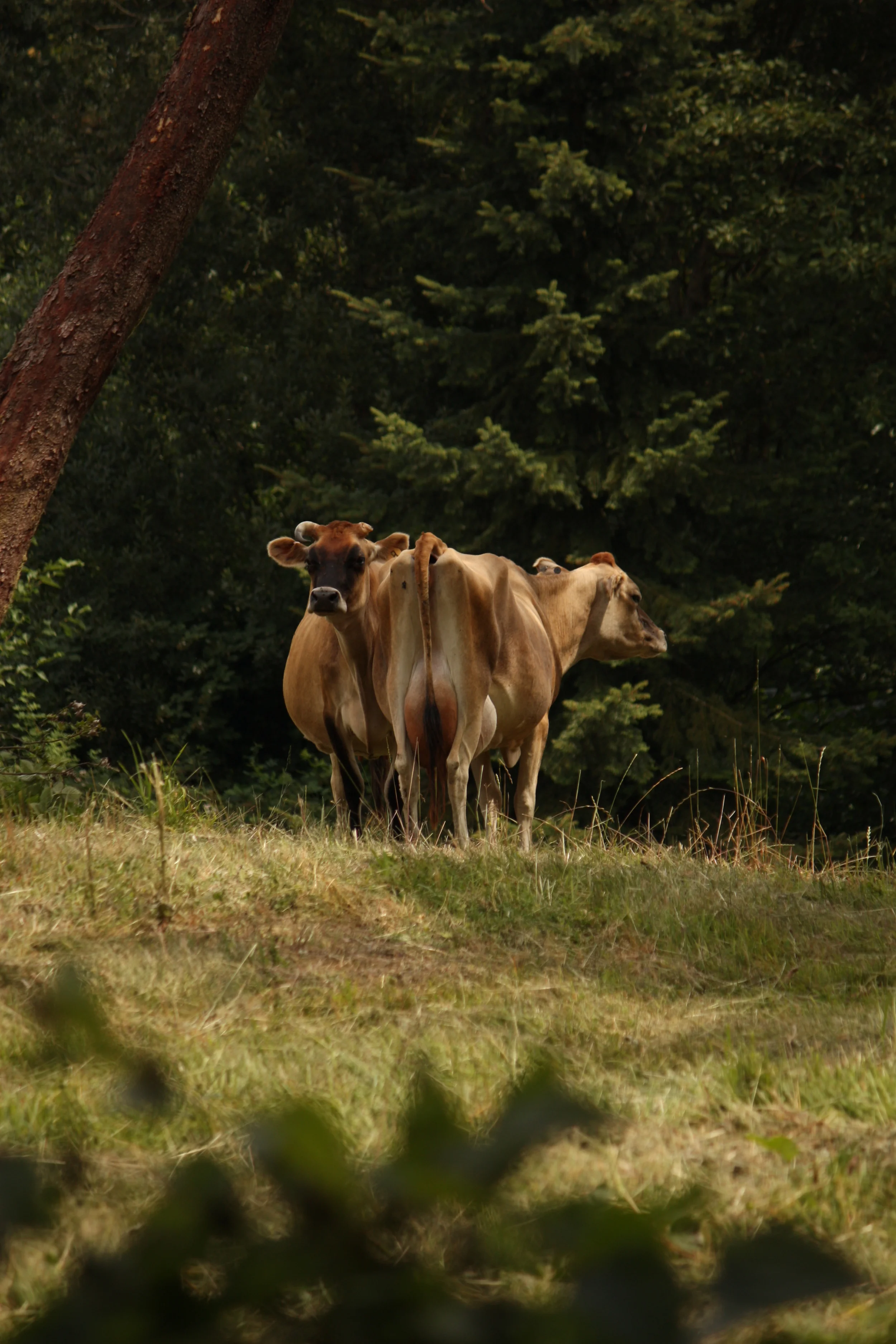 FarmPreviews (3).JPG