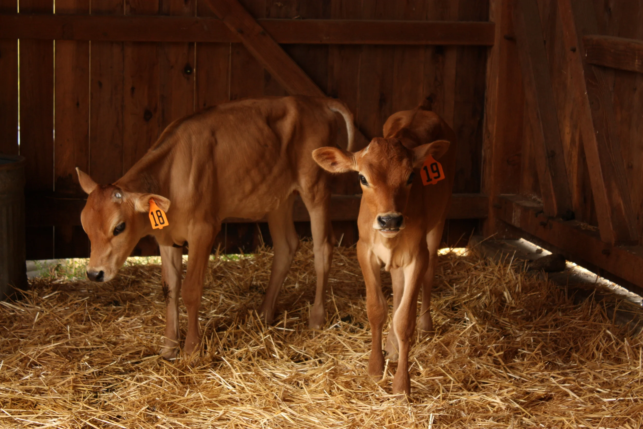 FarmPreviews (6).JPG