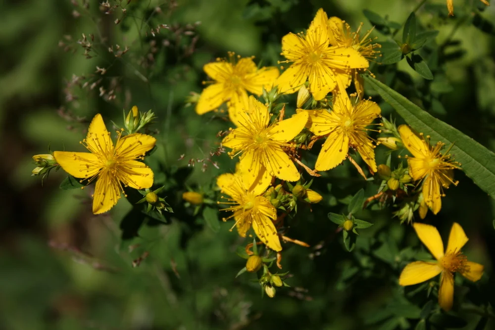  I was trying to take solid, pretty photos, but I still couldn't resist trying to identify more plants. I learned this is St. John's-wort. 