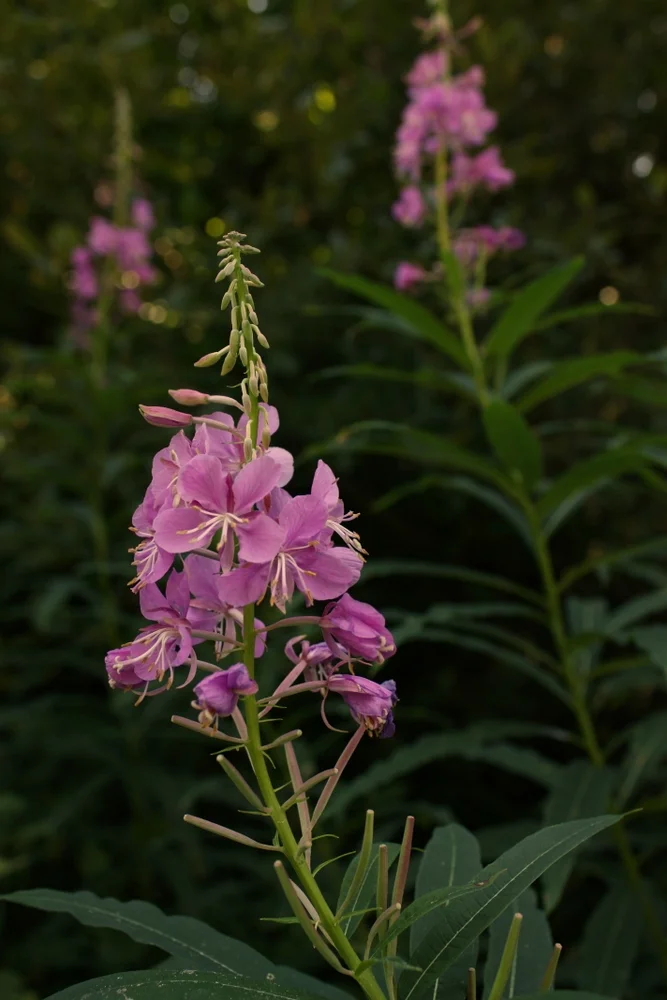 Bridle Trails Nature Photography Class