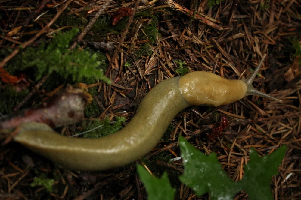 Slug. I am assuming banana.