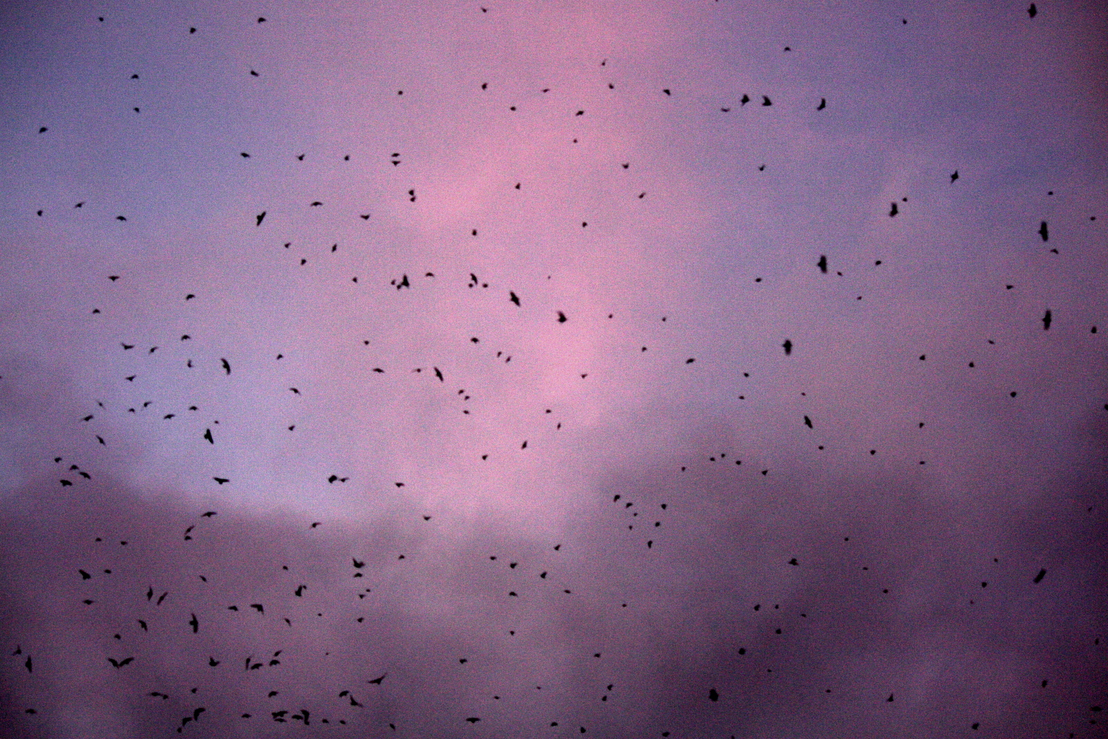  And they came back! The sky was filled with them. 