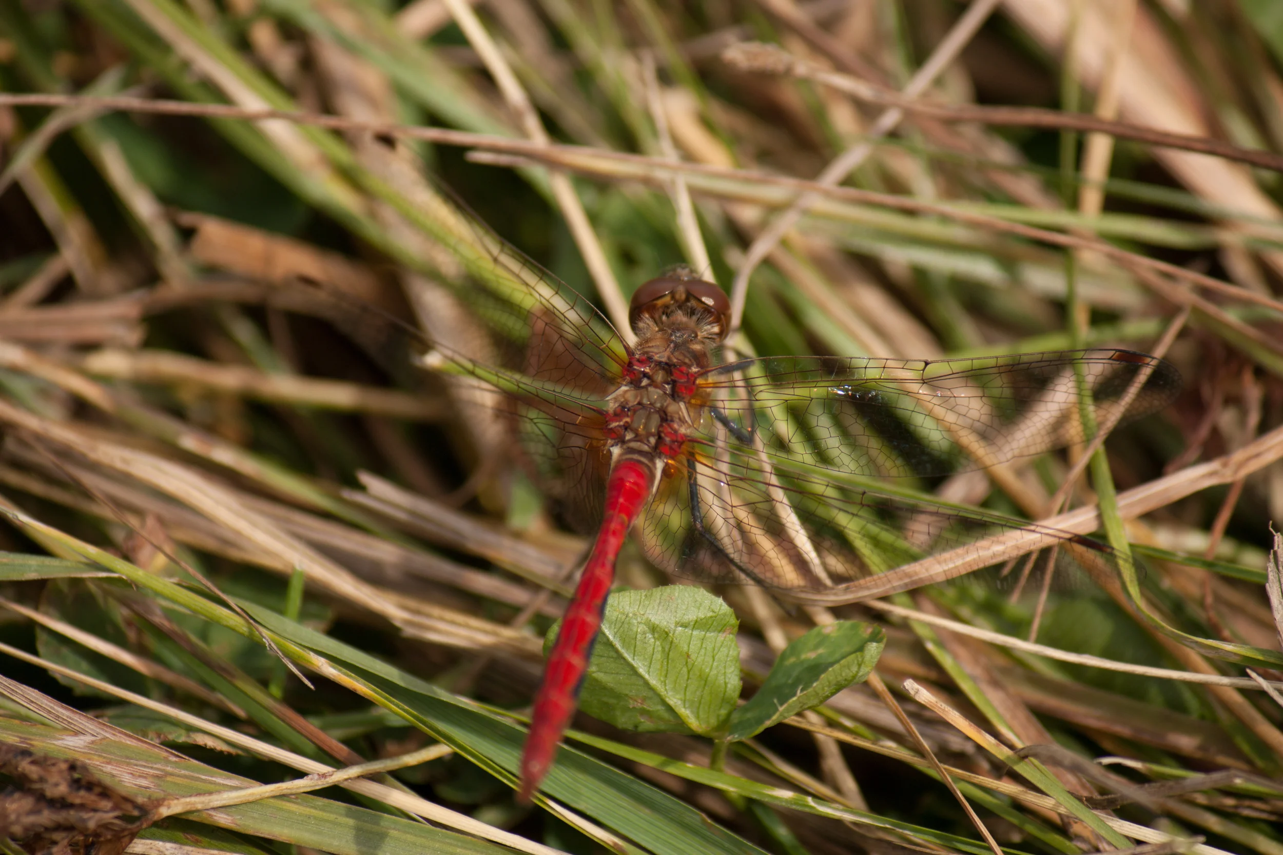 Perhaps Meadowhawk, maybe Striped Meadowhawk (Sympetrum pallipes)