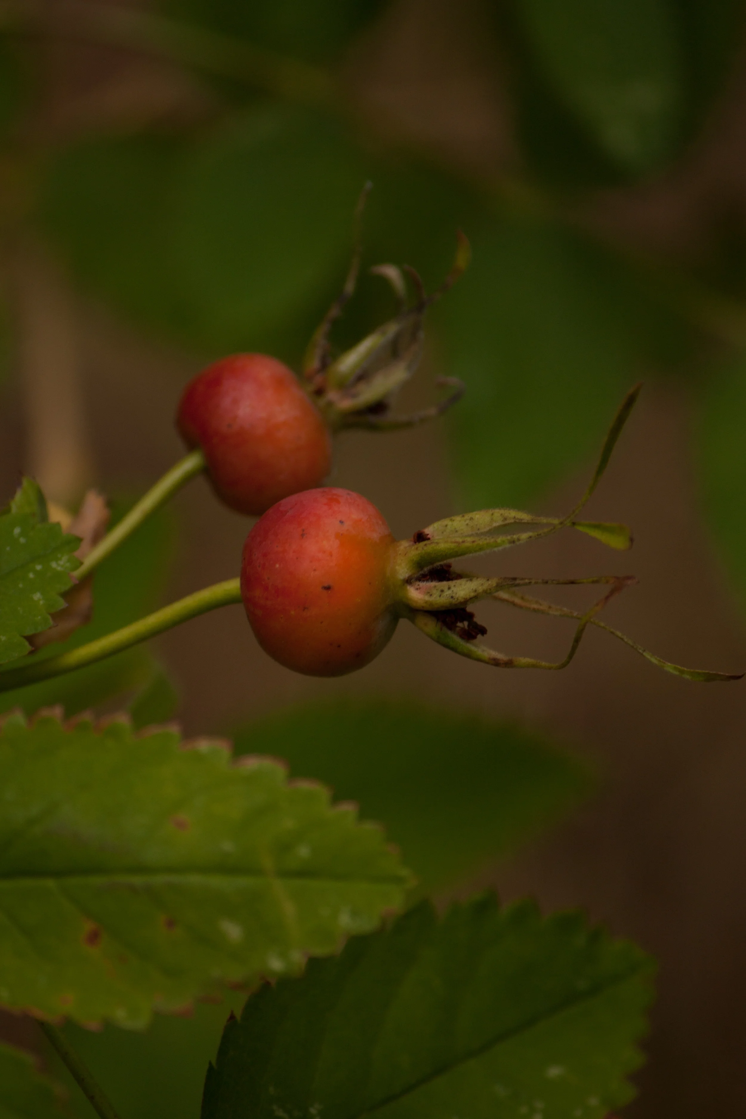 Rosehips.jpg