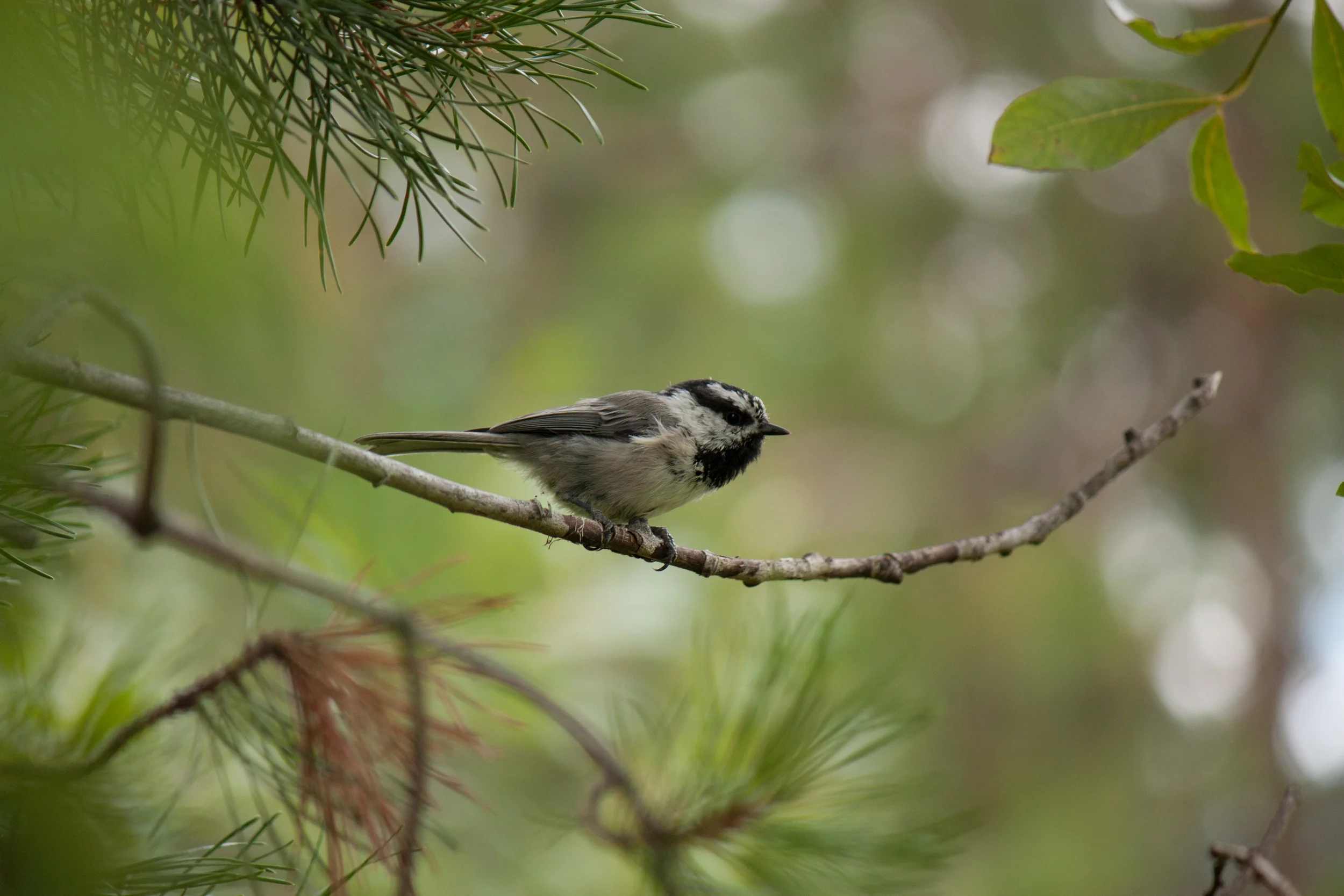 Chickadee