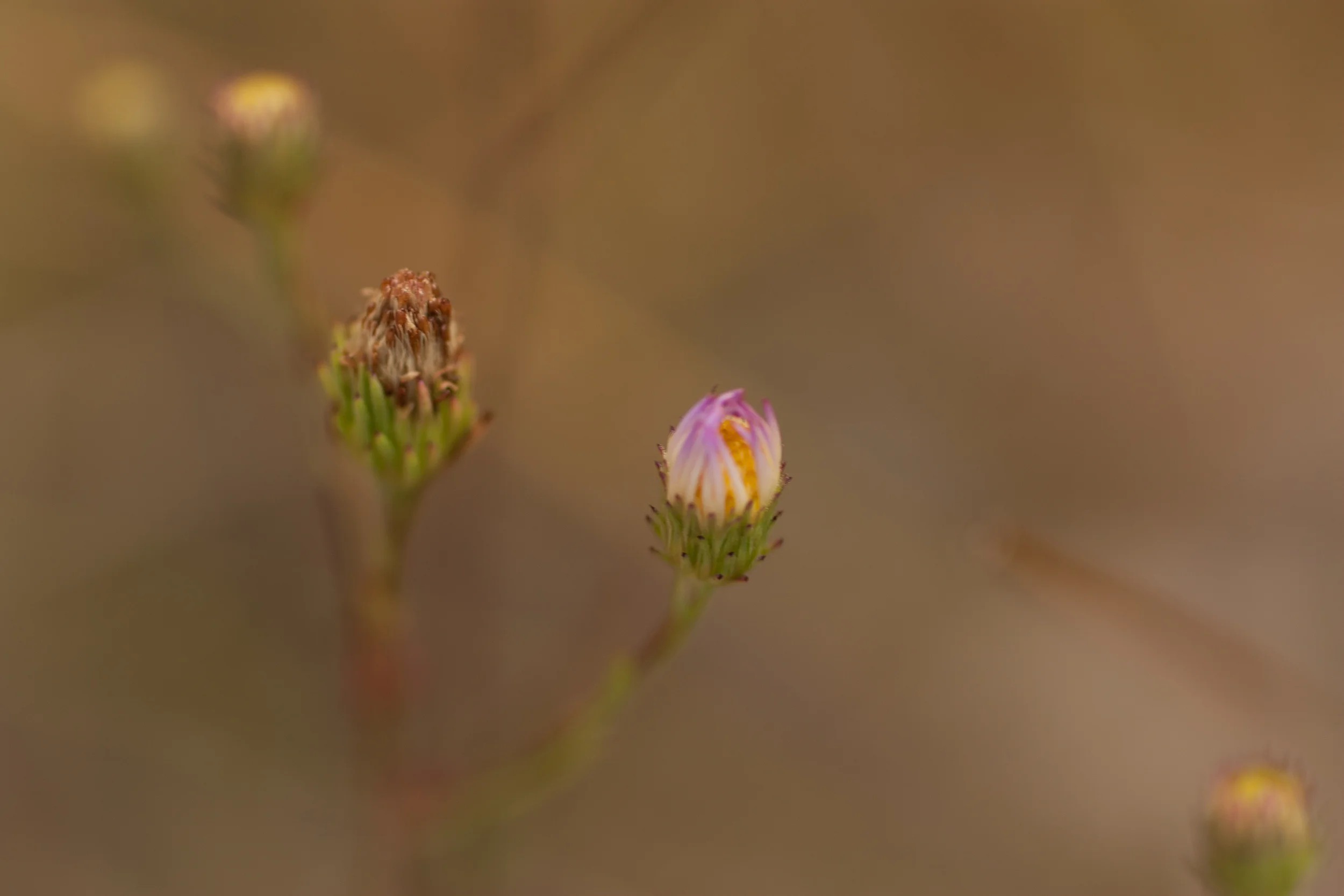 bud.jpg