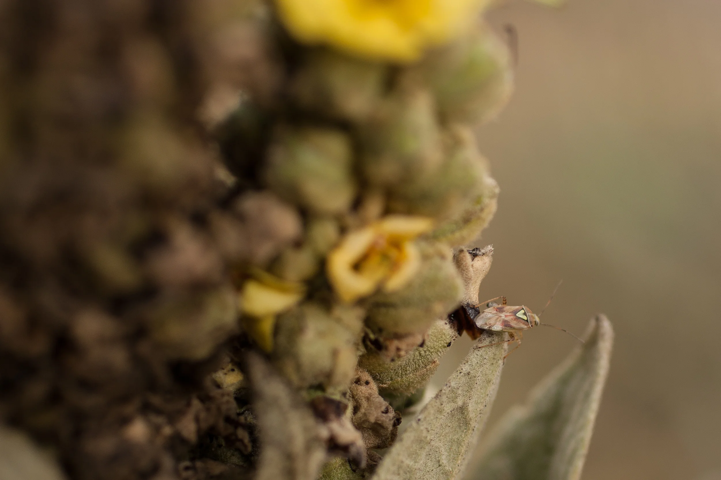 Some kind of shield/stink bug?