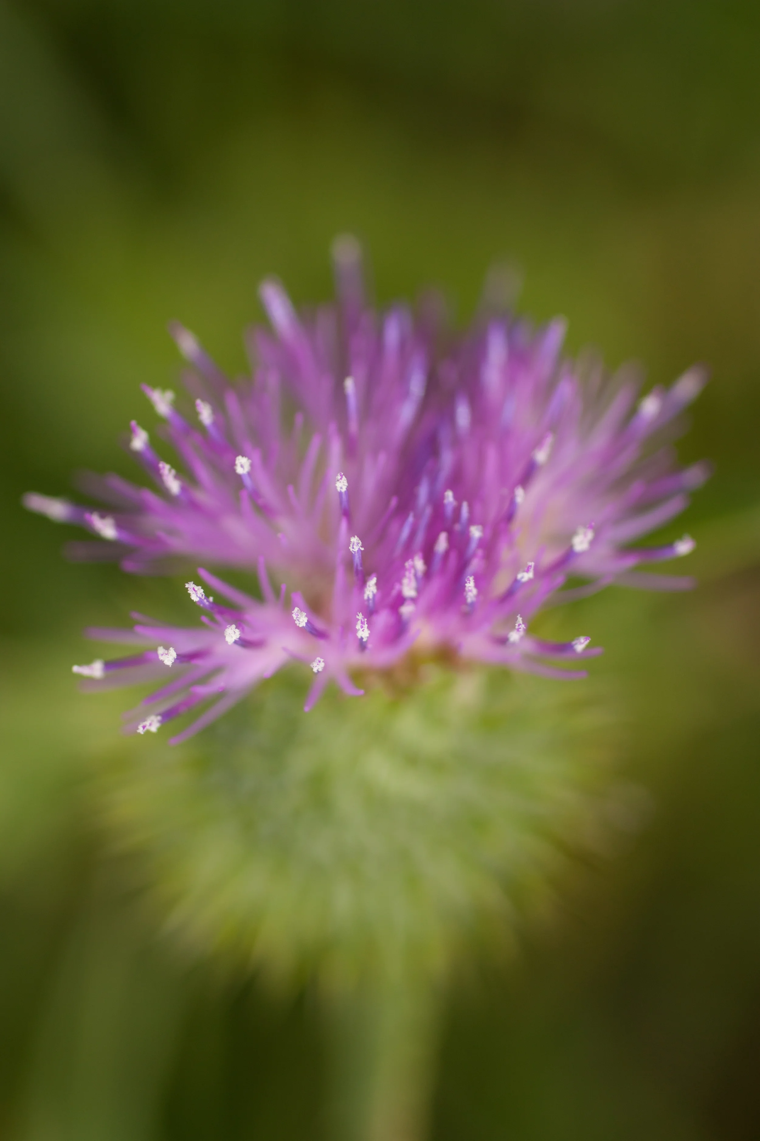 Thistle