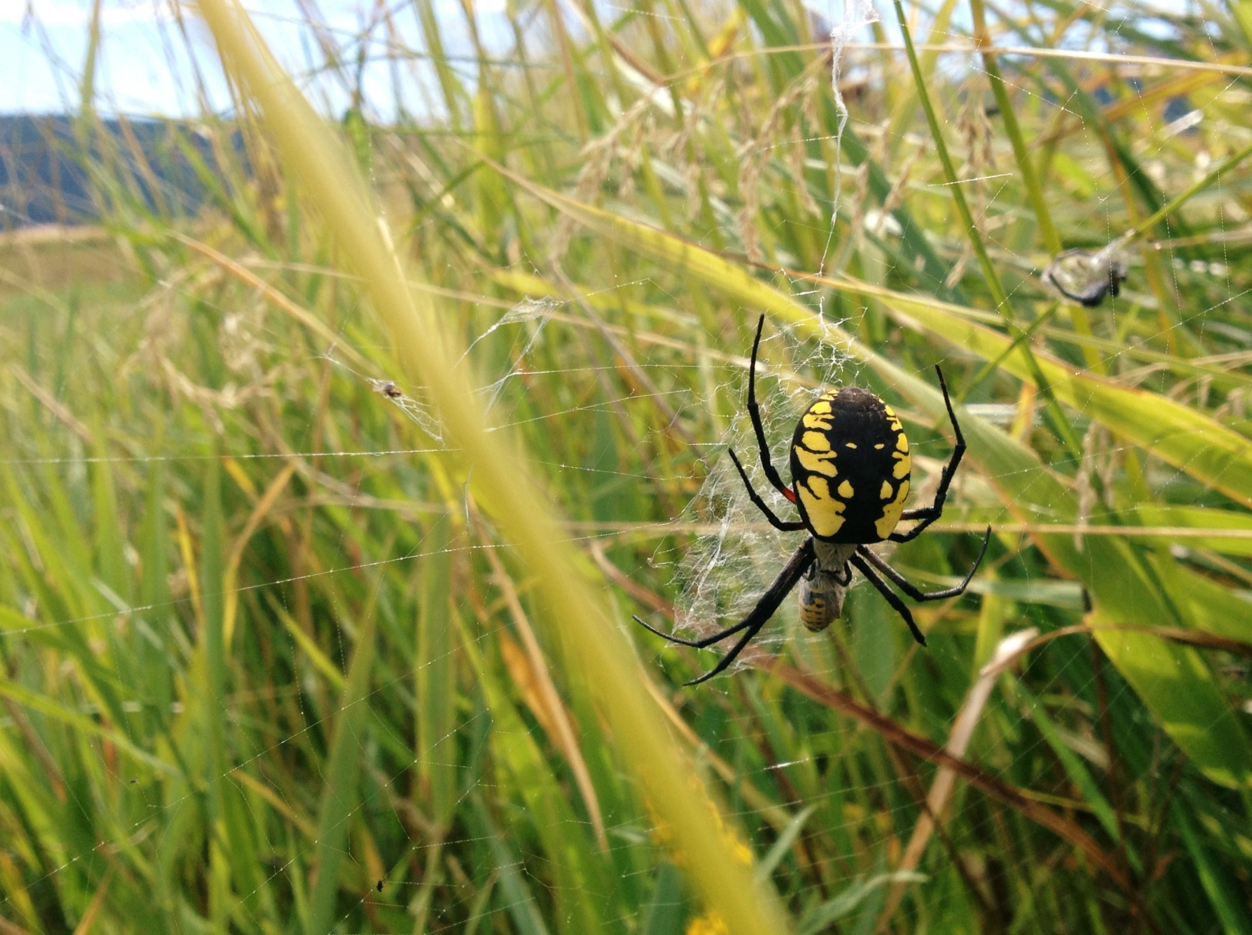  I believe this is yellow garden spider (Argiope aurantia) or something close to it 
