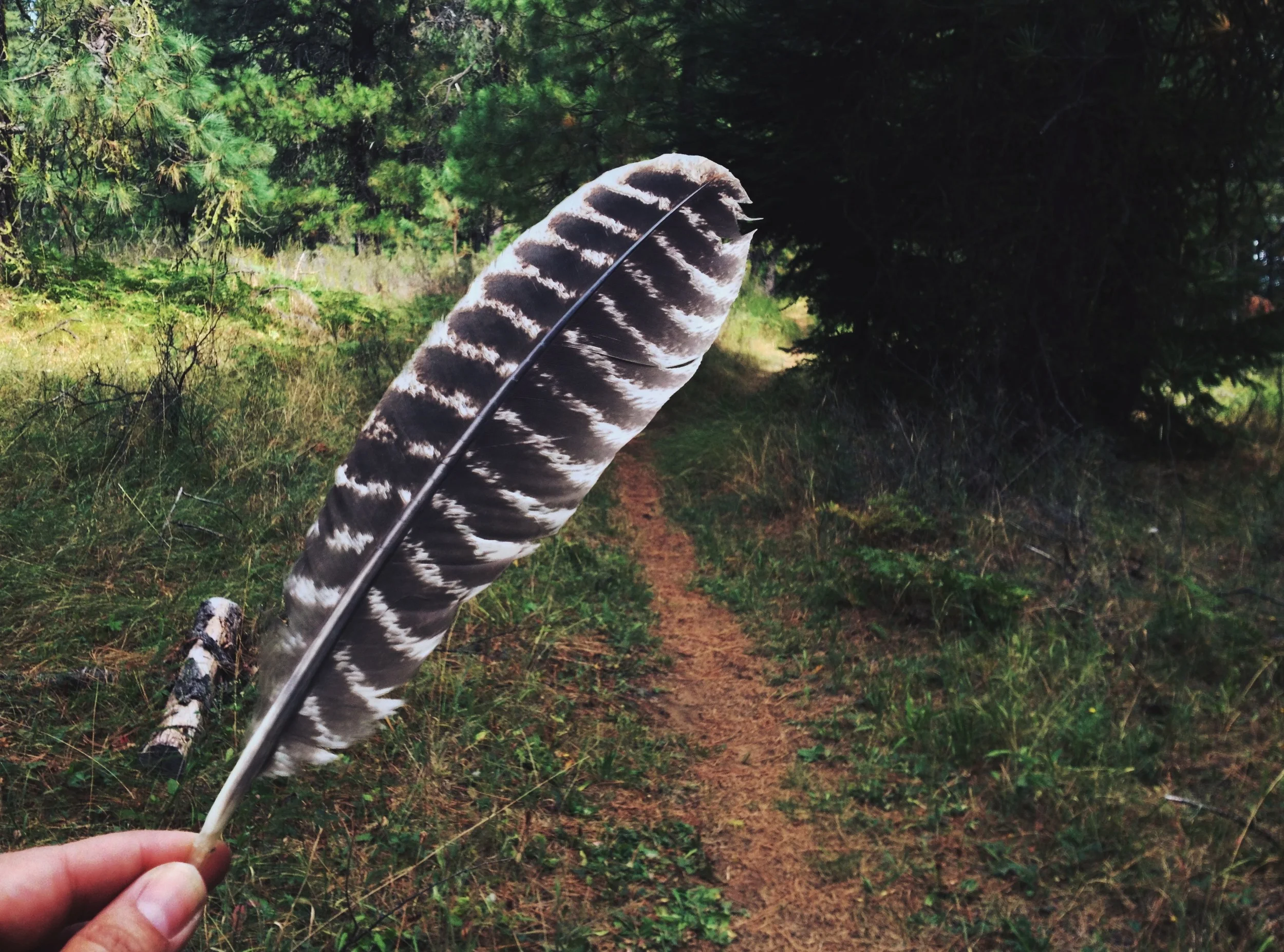  I just assume everything is a red-tailed hawk feather now. Right or wrong. It makes life simpler. 