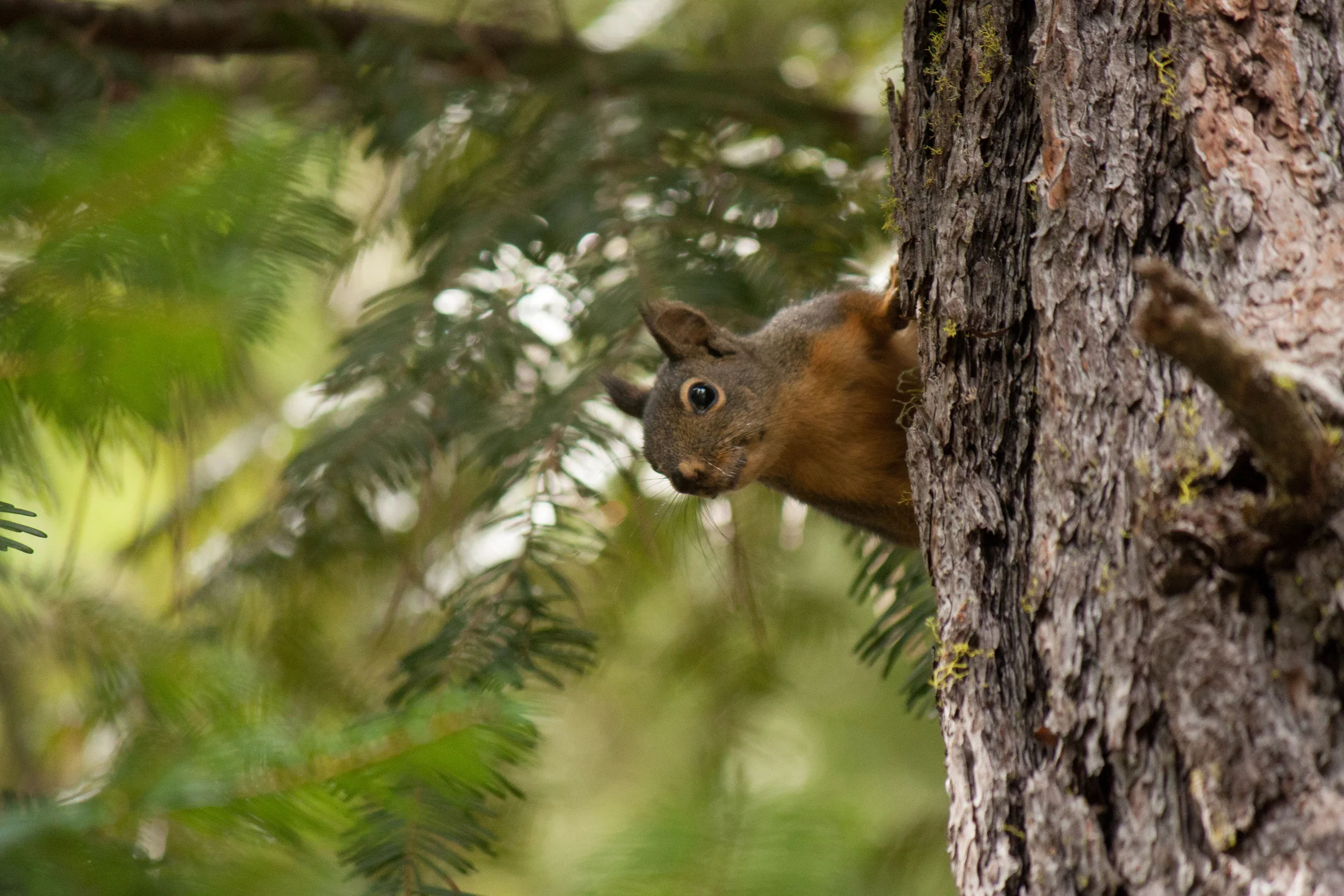 Conboy Lake National Wildlife Refuge