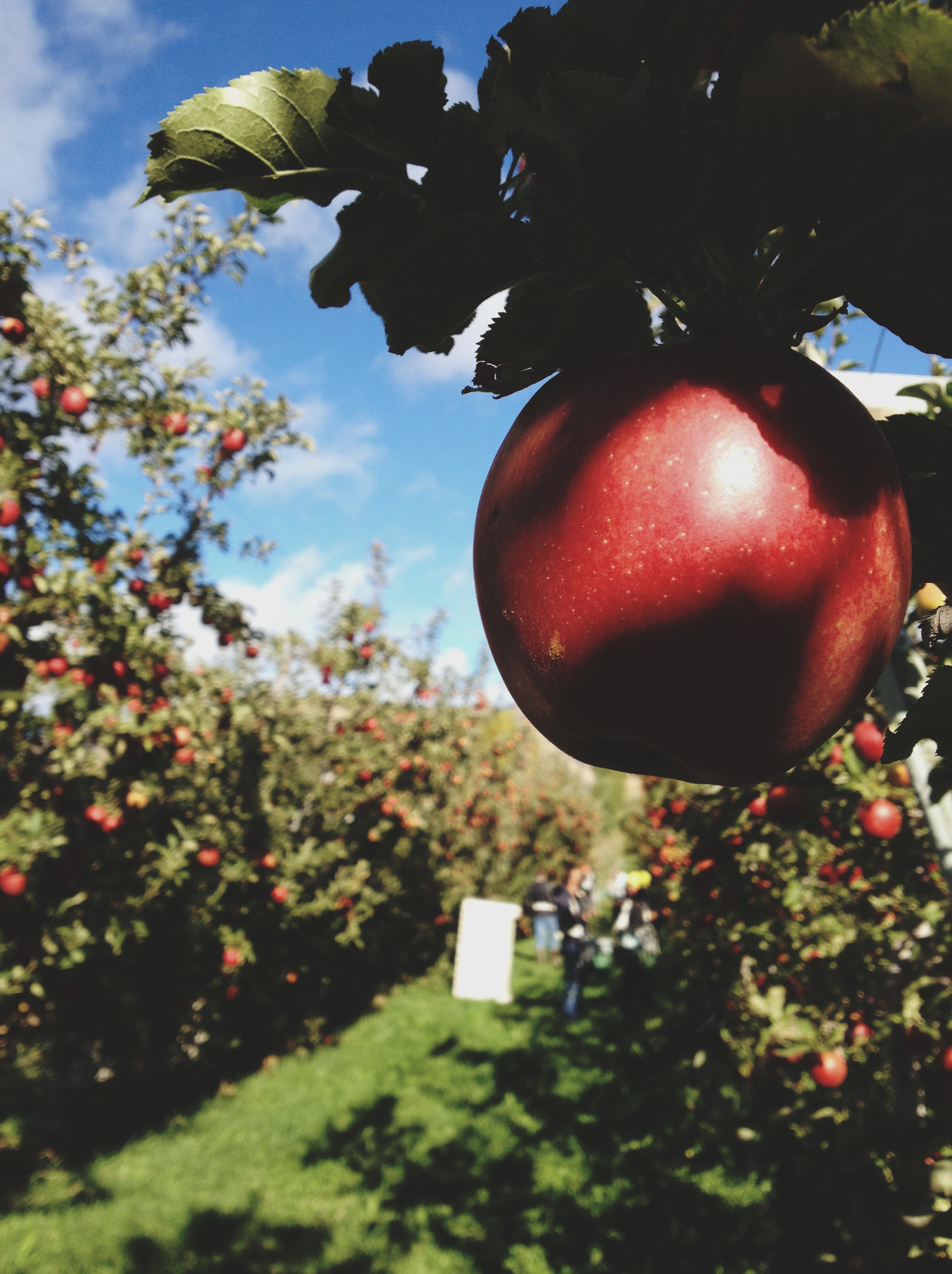   Apple-picking lesson: grip, and twist upwards. If it's ready to go, it should come up with just a little effort and the stem will come with. We started with Jonagolds.  