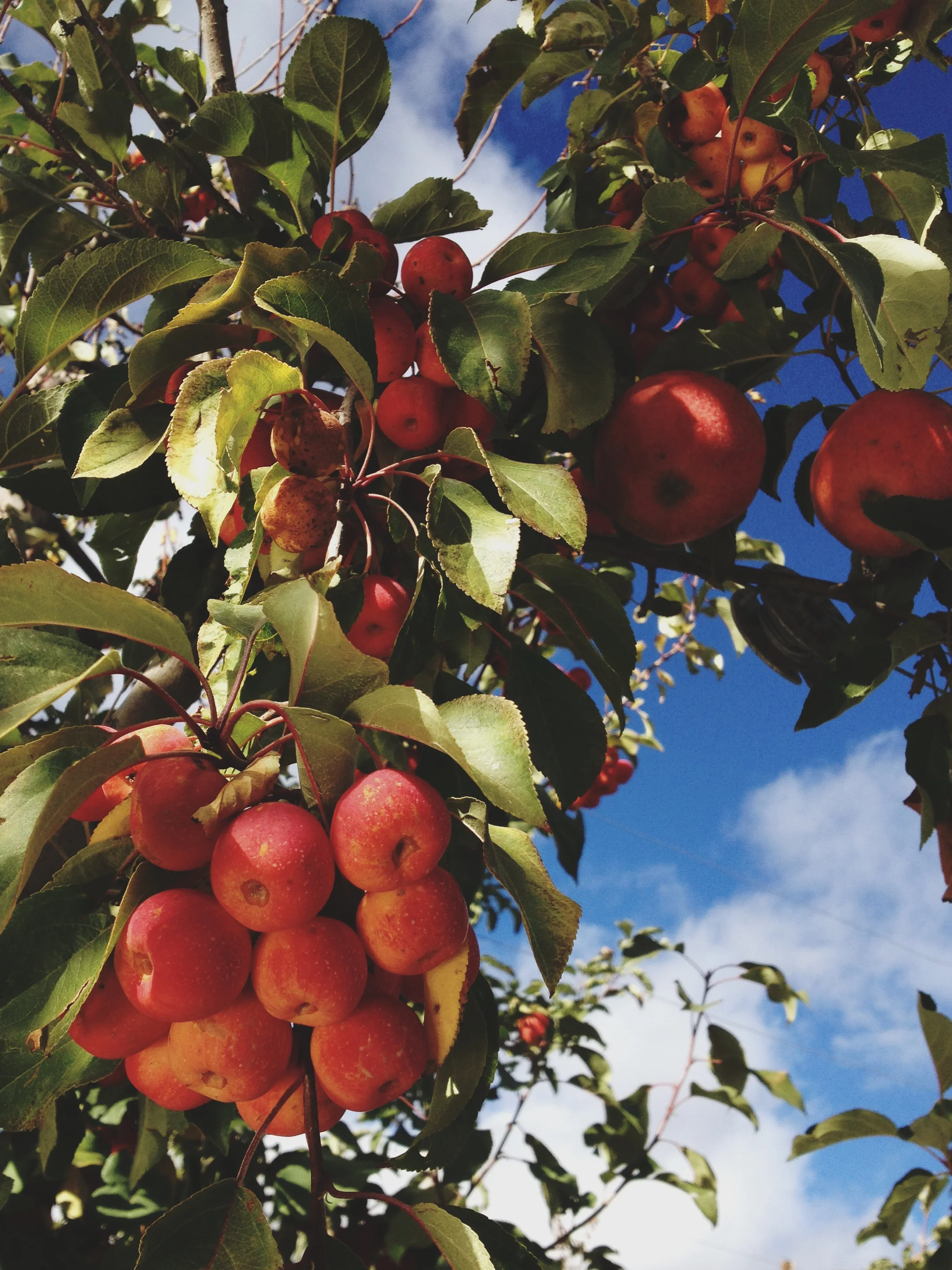   The farm plants crabapples every few plants to help encourage pollinators.  