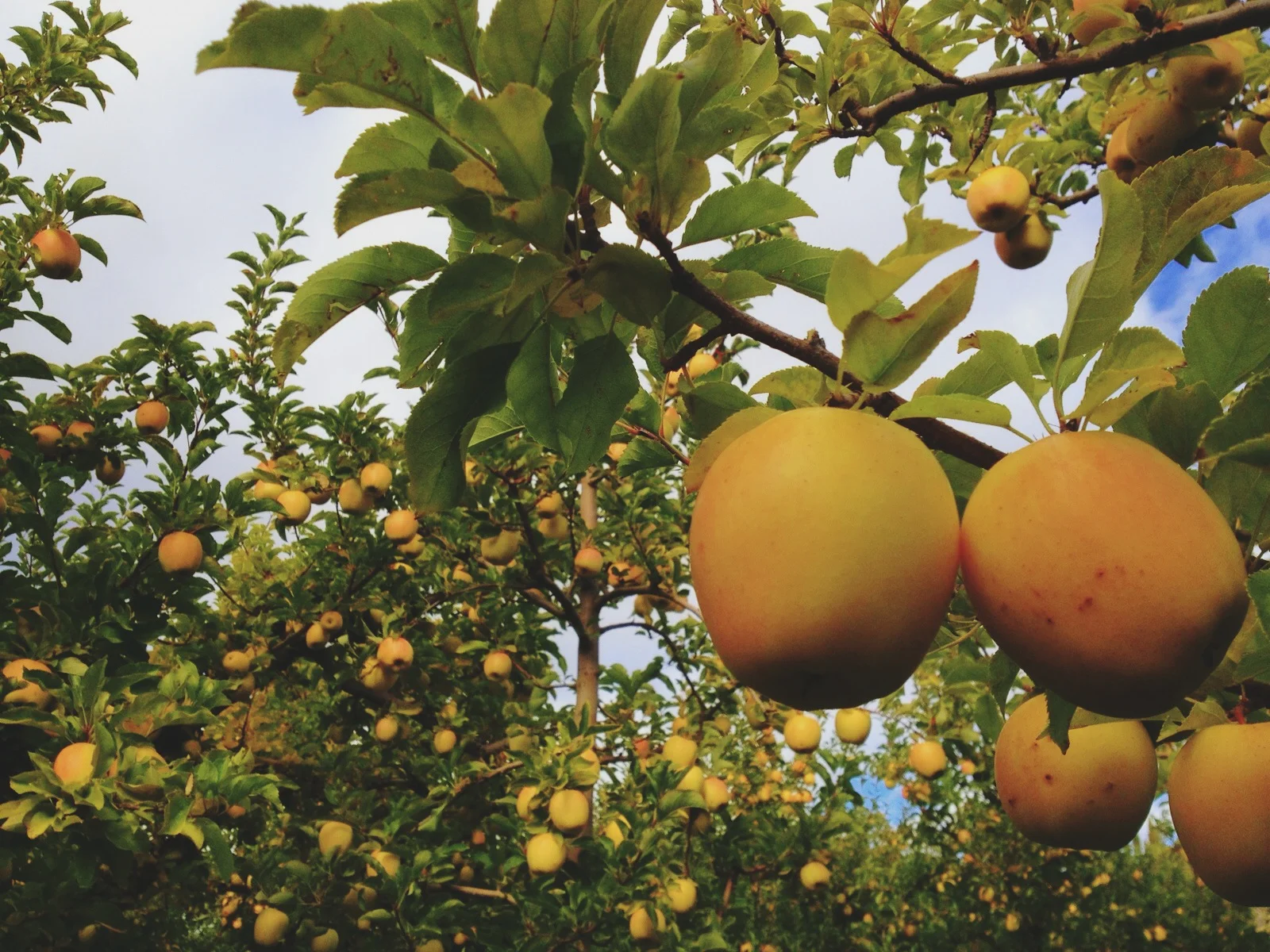   The first apples I tried - Jonagold and Pinova - were indeed tasty, but I really understood the difference with Harmony Orchards' fruit when I tried their Golden Delicious. I had had no intentions of going anywhere near these trees; my experience w